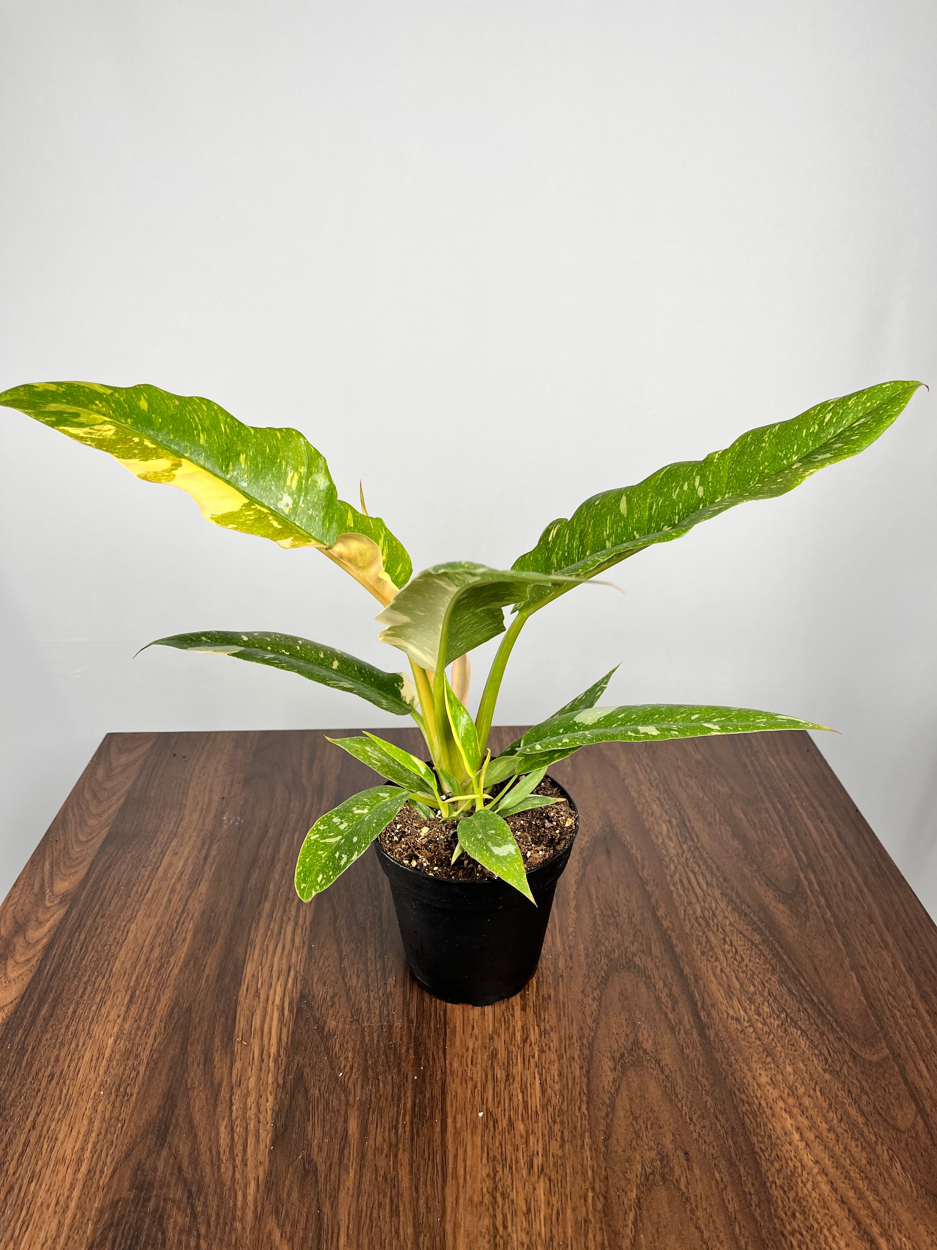 Philodendron Ring of Fire