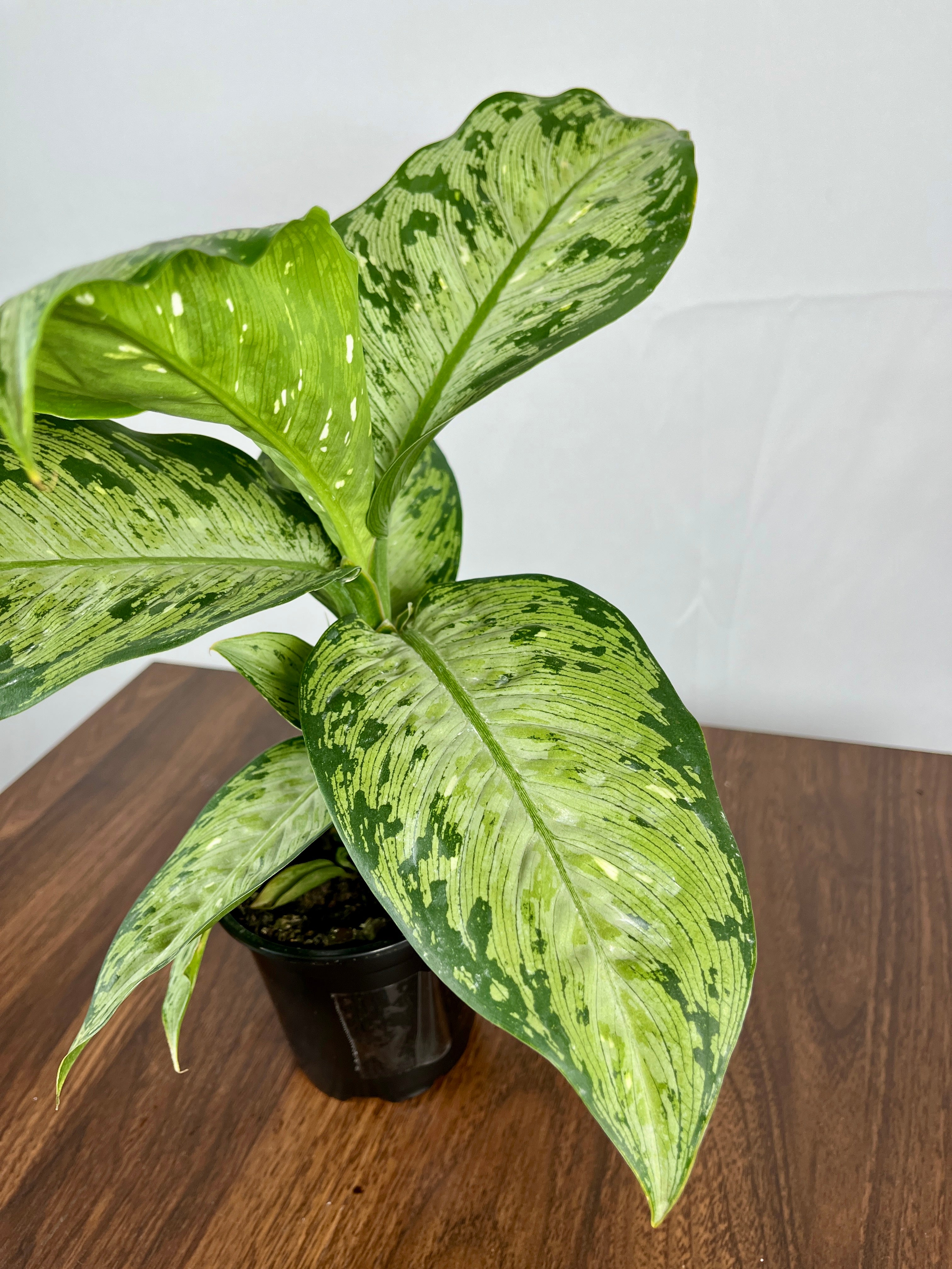 Dieffenbachia Memoria Corsii