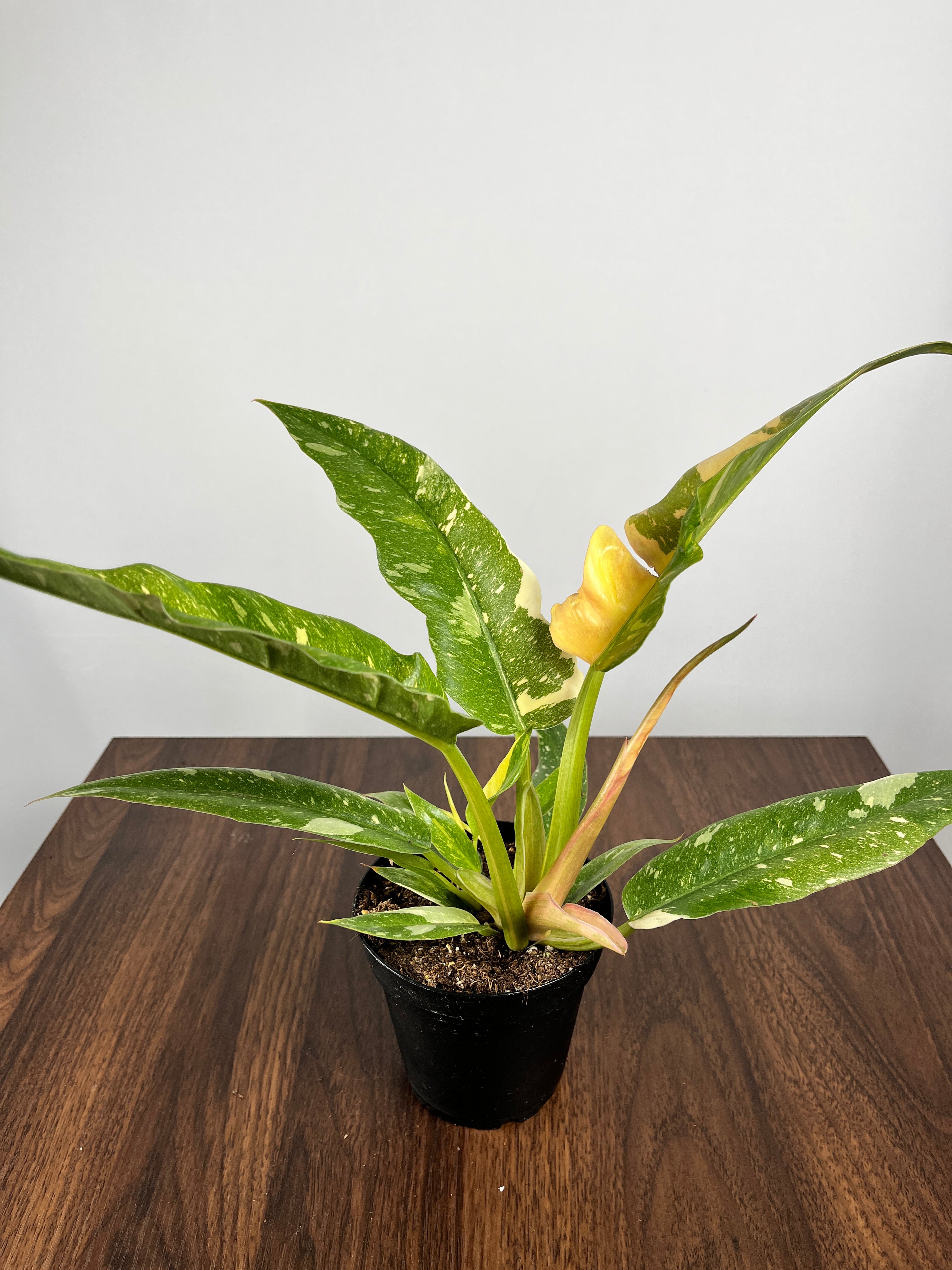Philodendron Ring of Fire