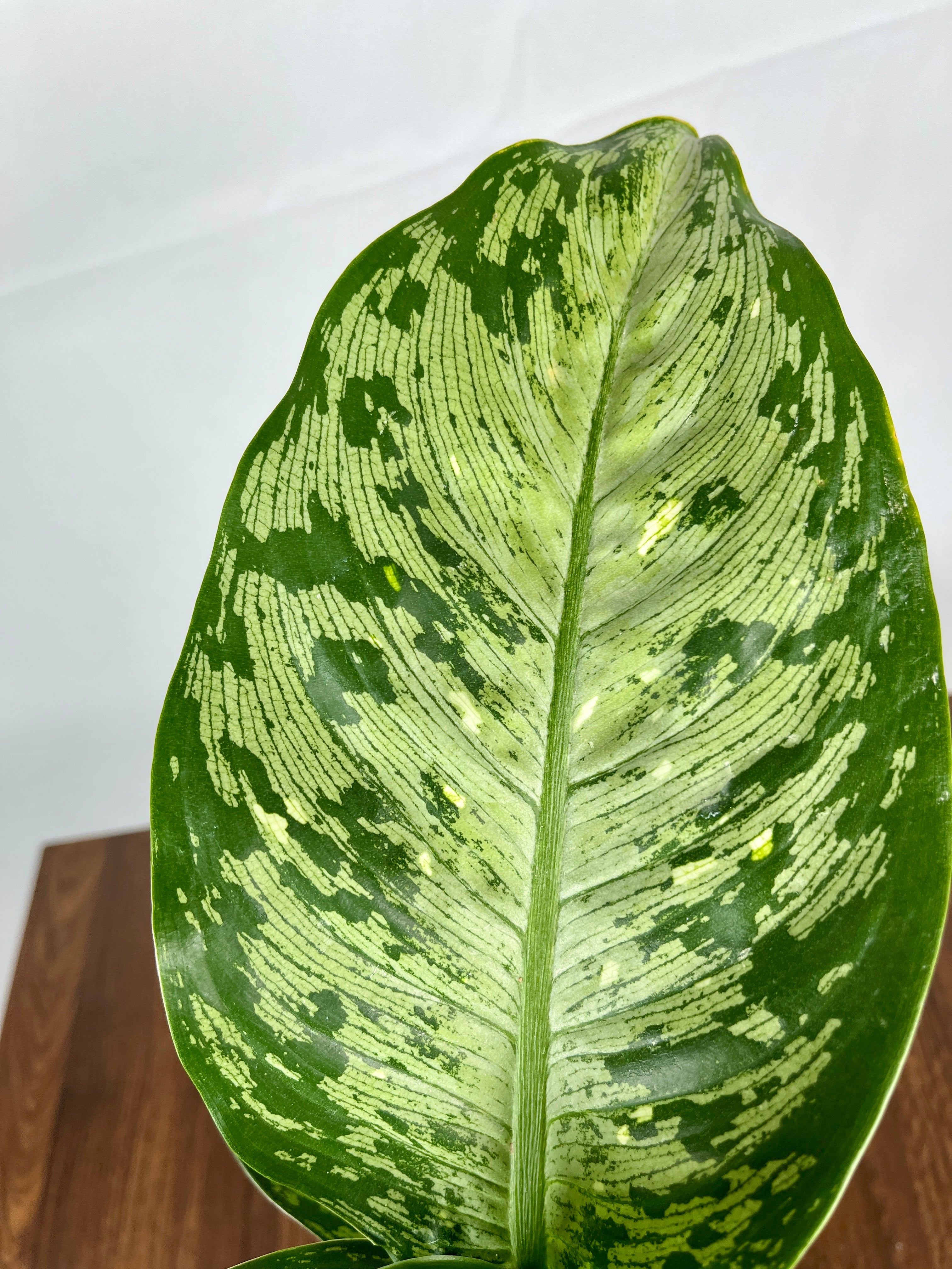 Dieffenbachia Memoria Corsii