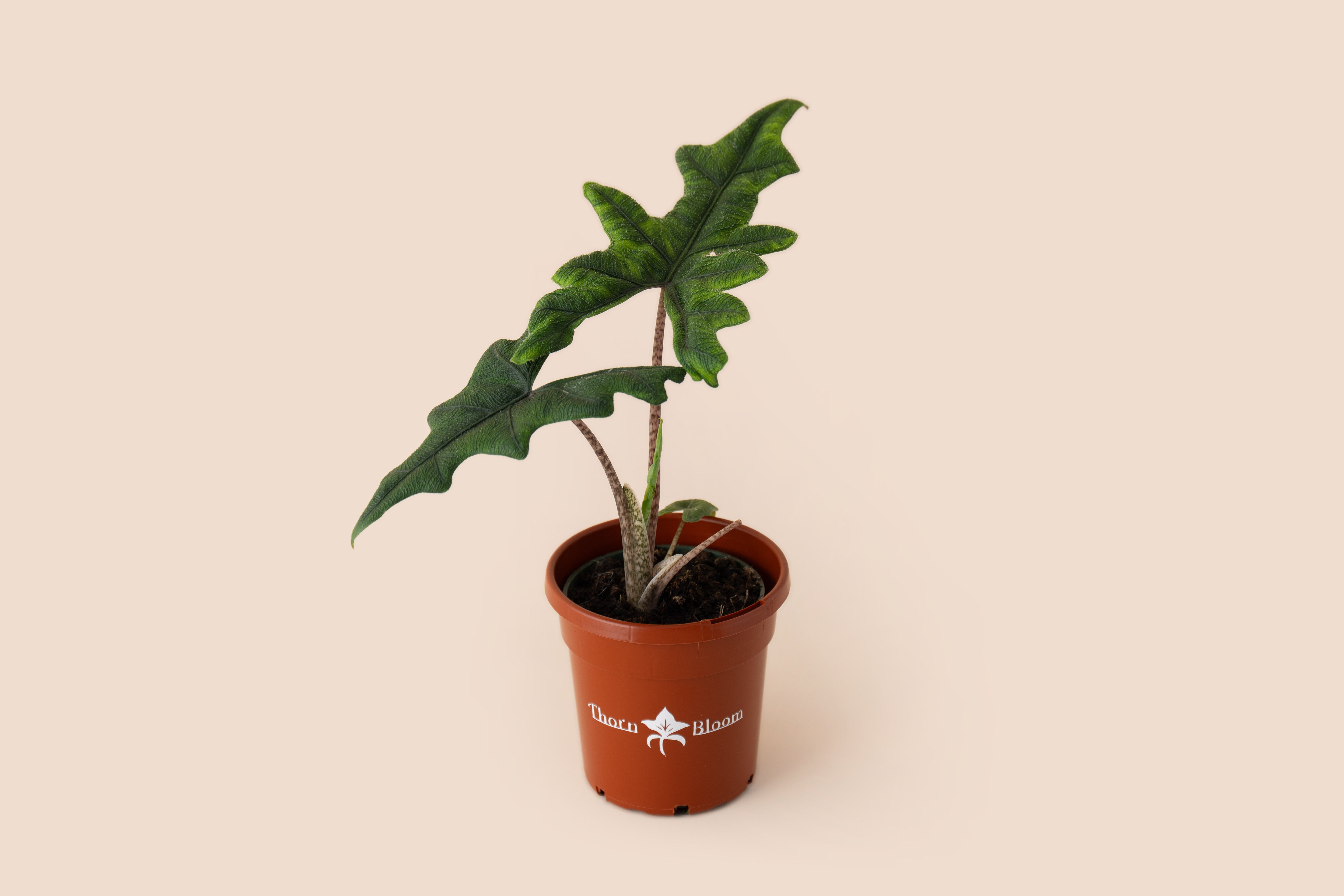 Alocasia Jacklyn