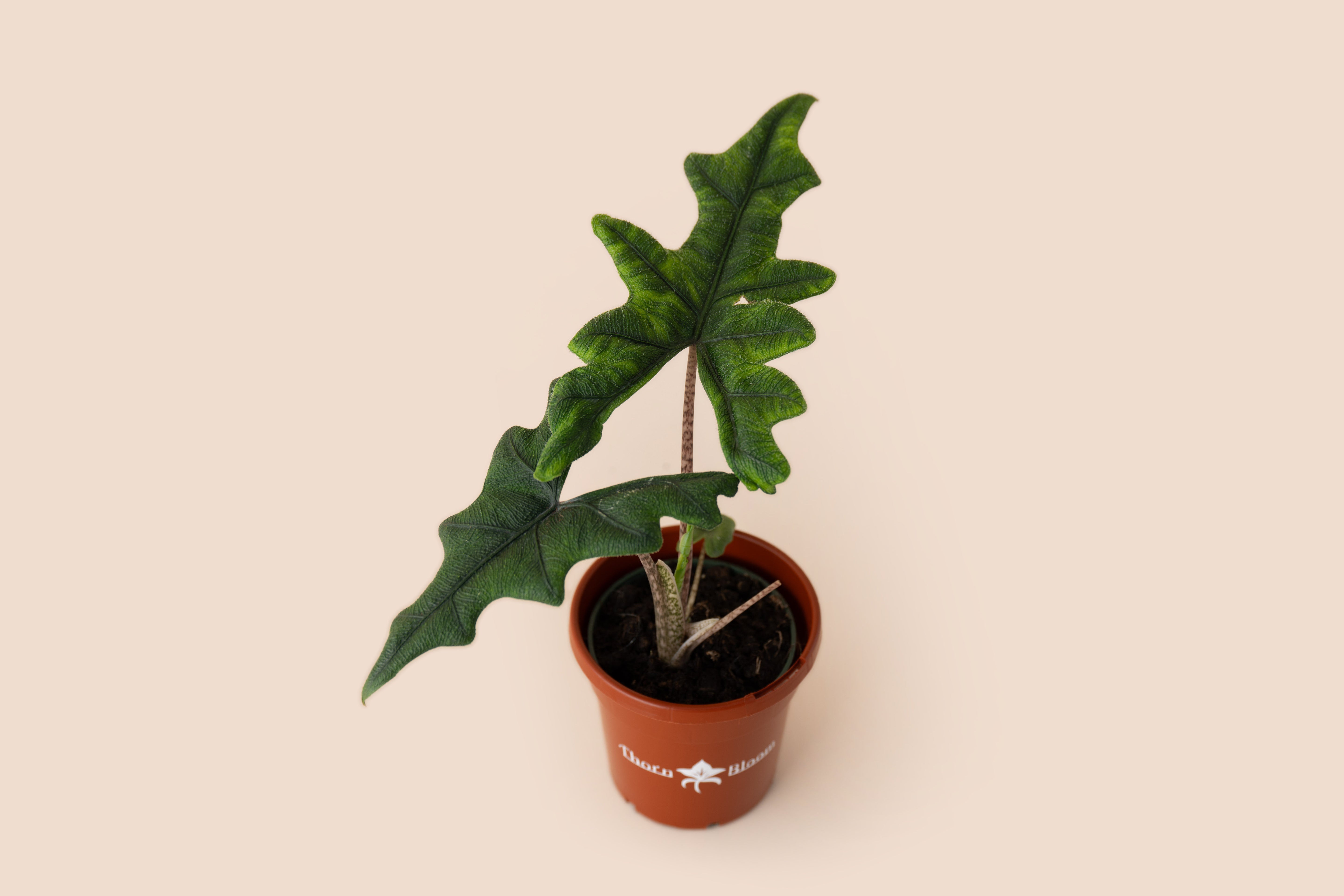 Alocasia Jacklyn