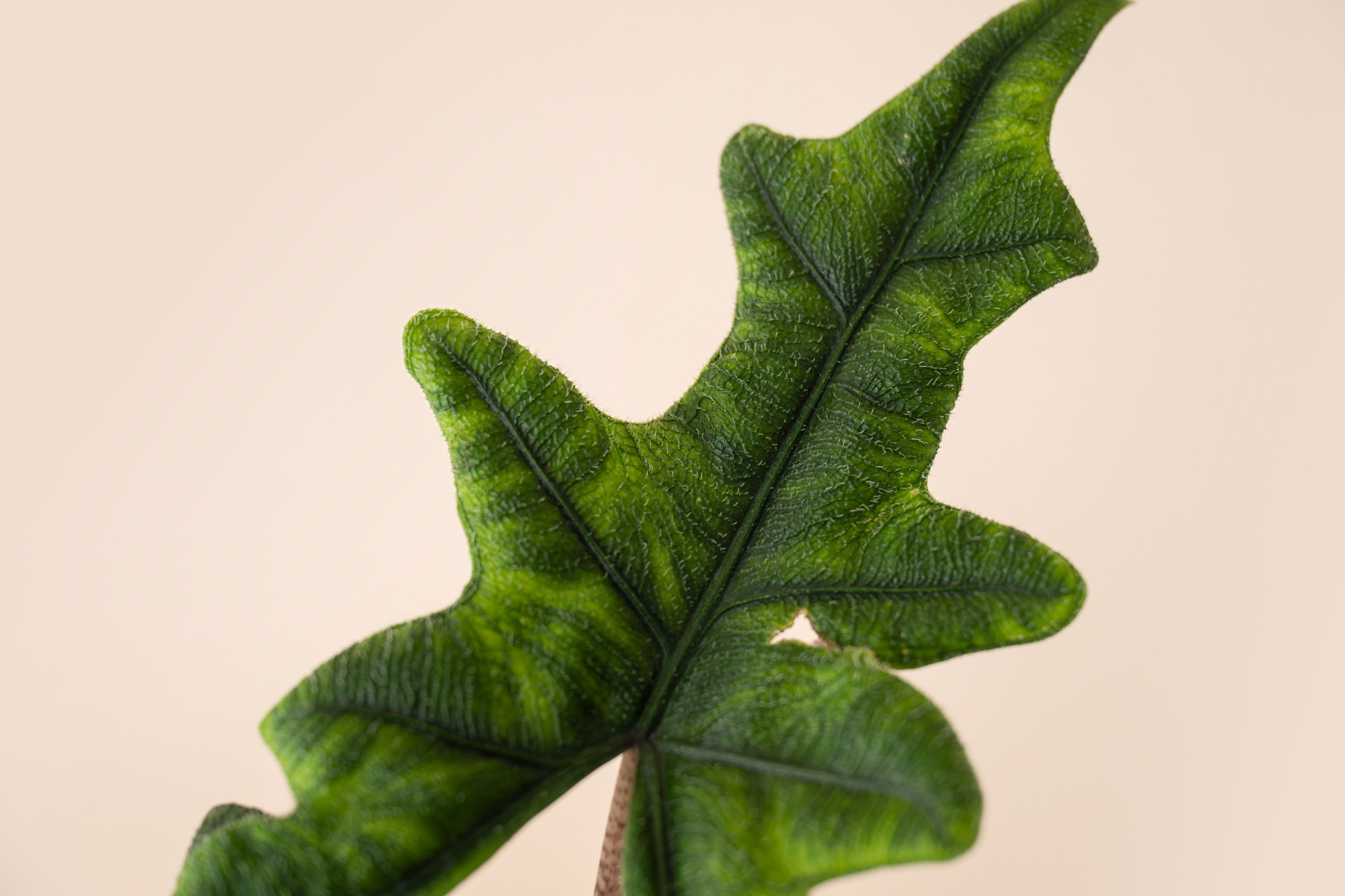 Alocasia Jacklyn