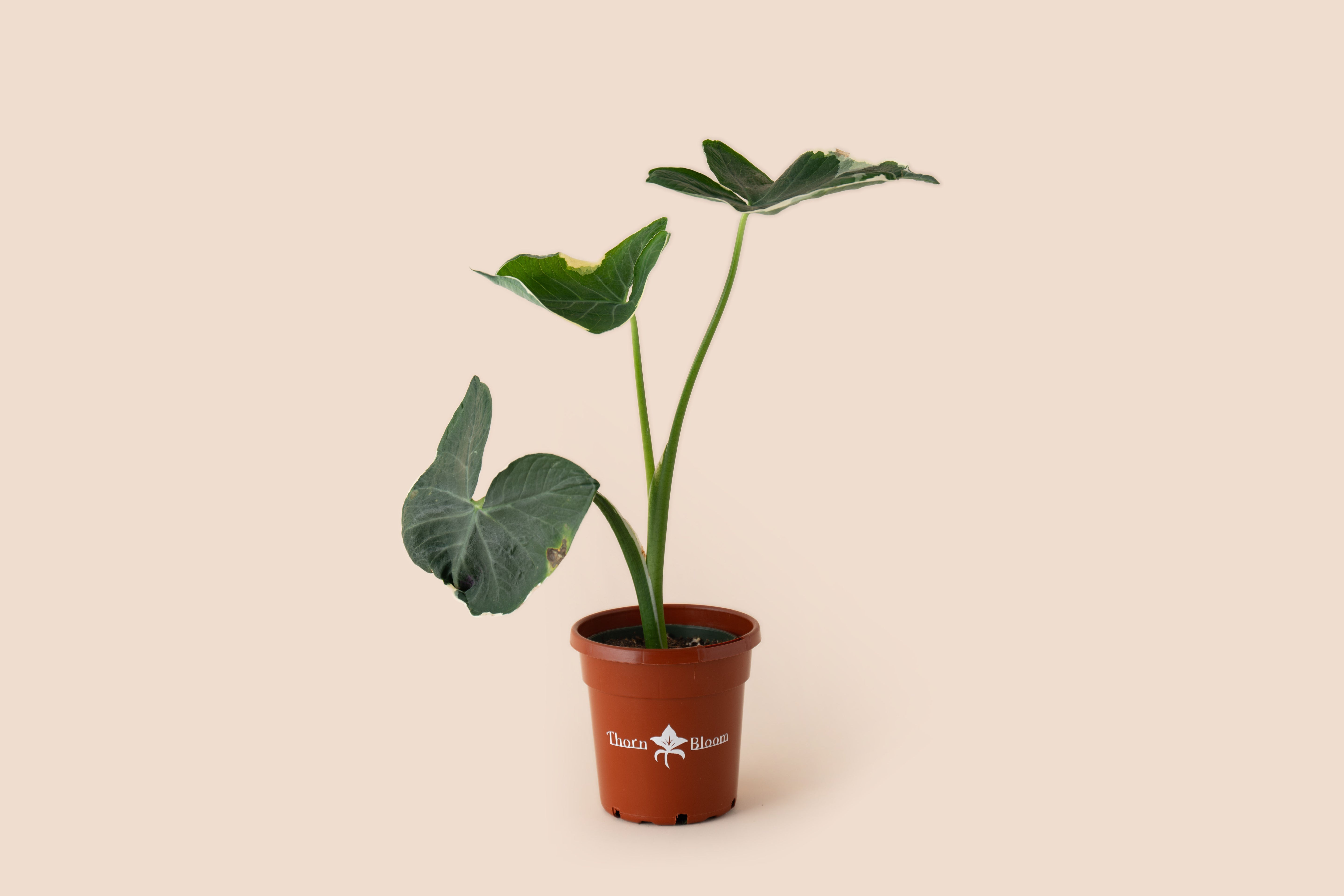 Alocasia Mickey Mouse