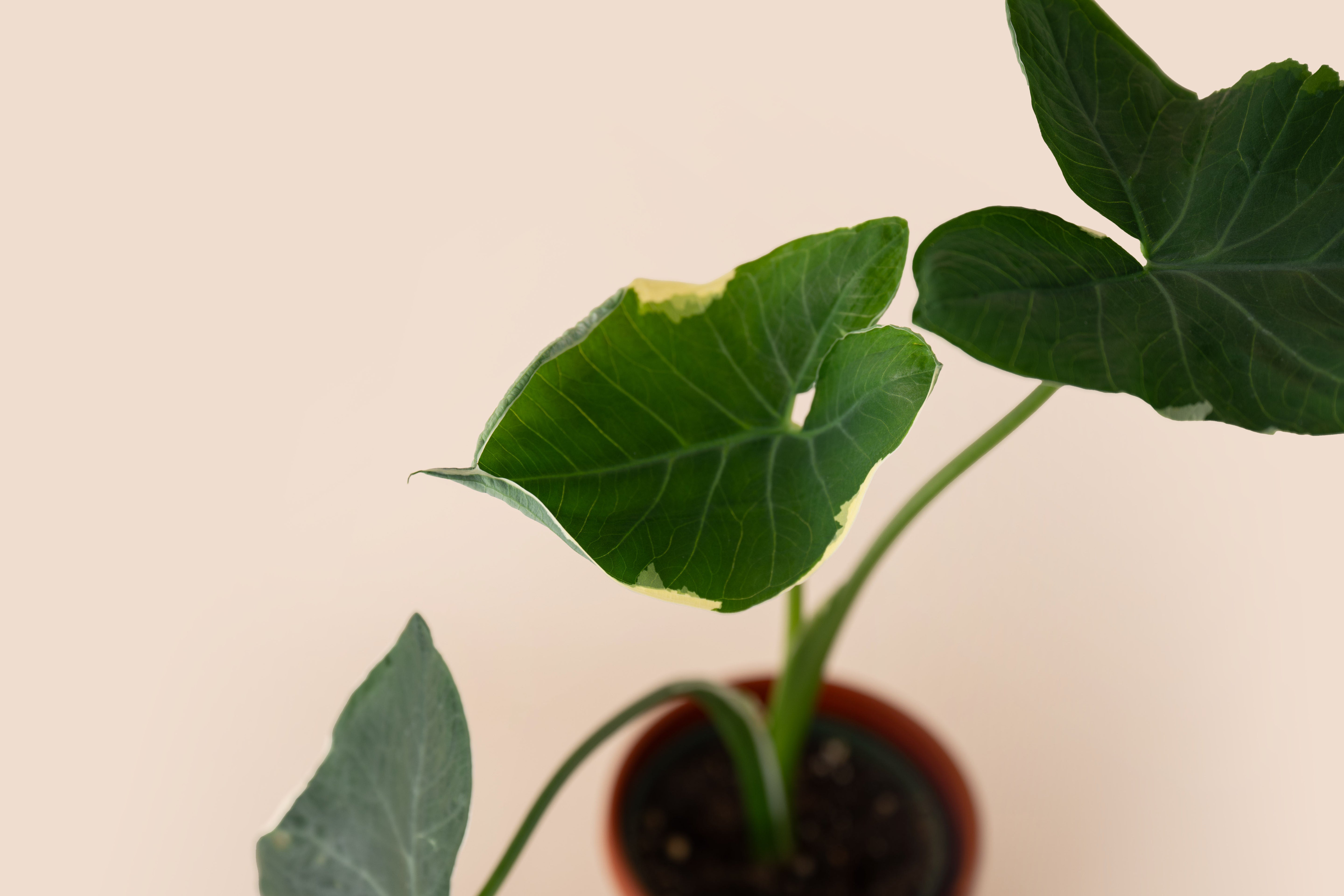 Alocasia Mickey Mouse