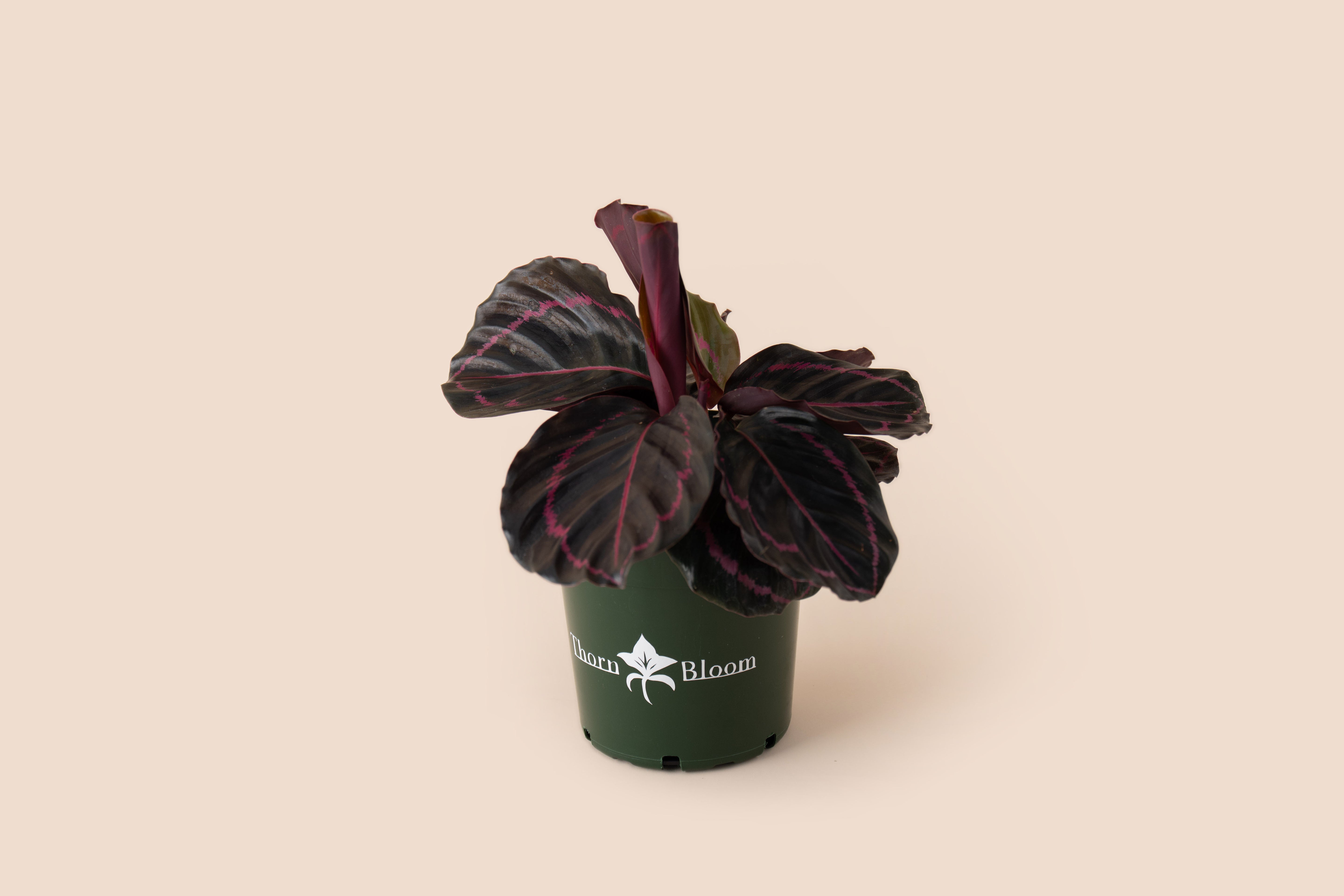 Calathea Dotti Rose