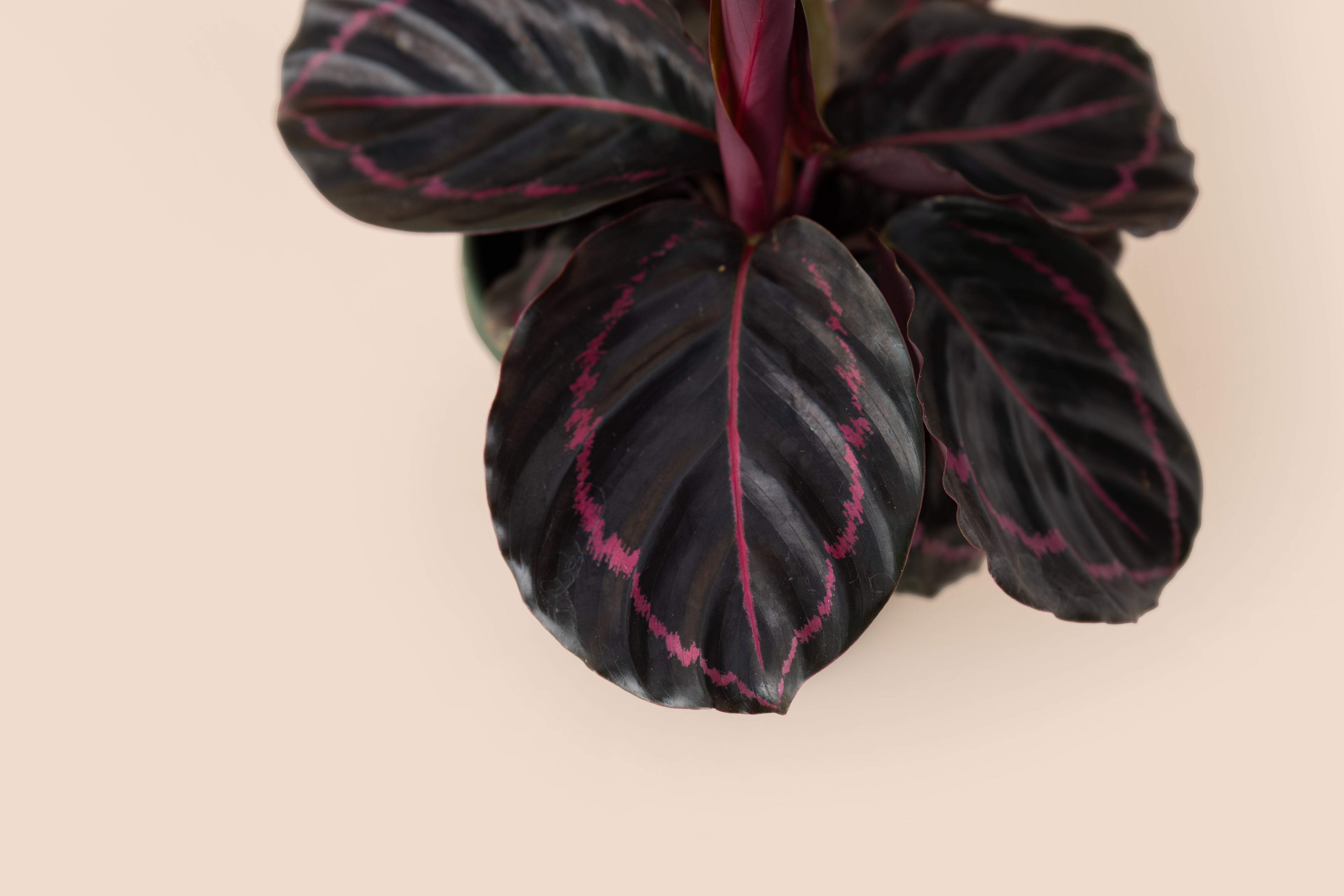 Calathea Dotti Rose