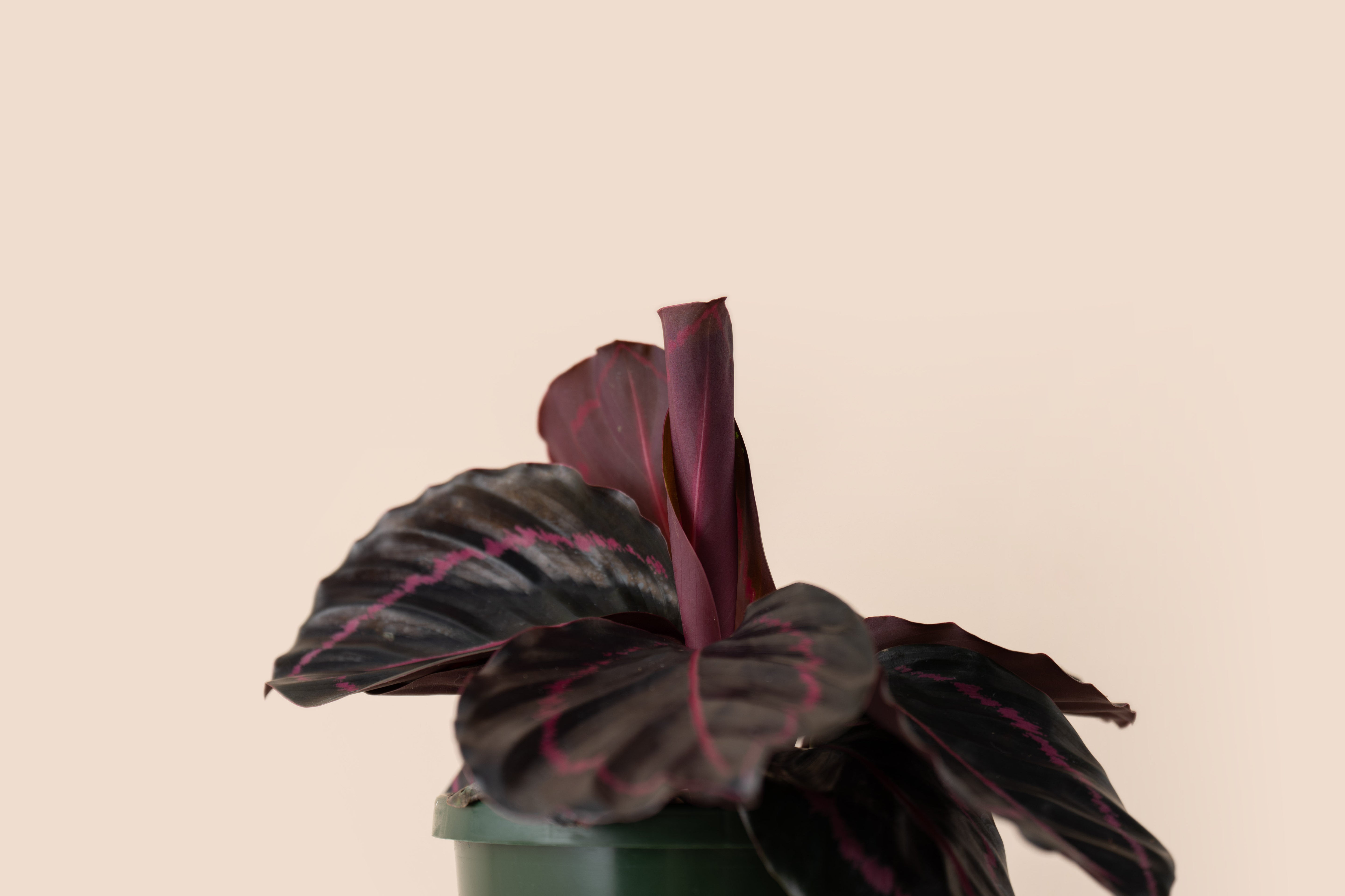 Calathea Dotti Rose