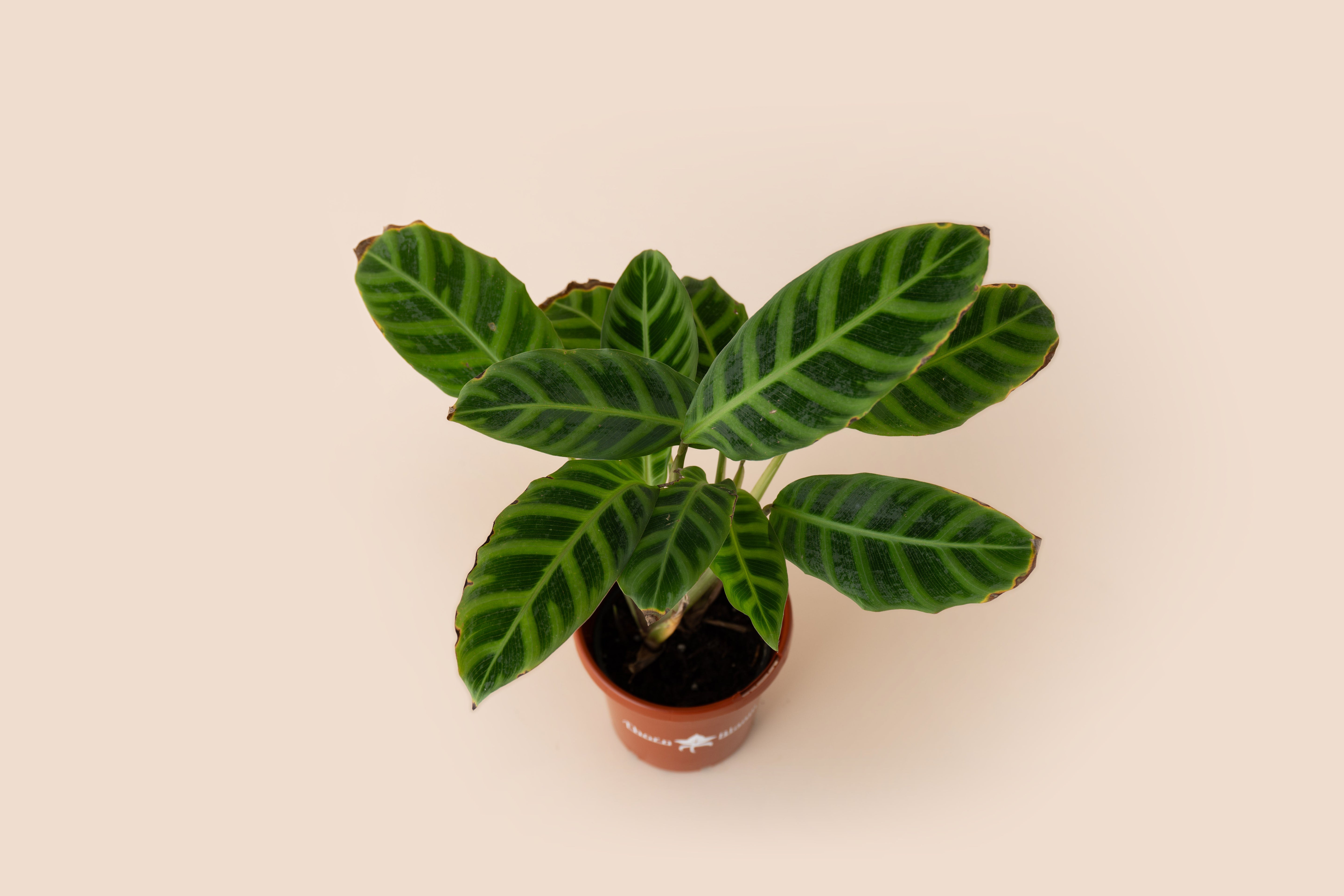 Calathea Jungle Velvet