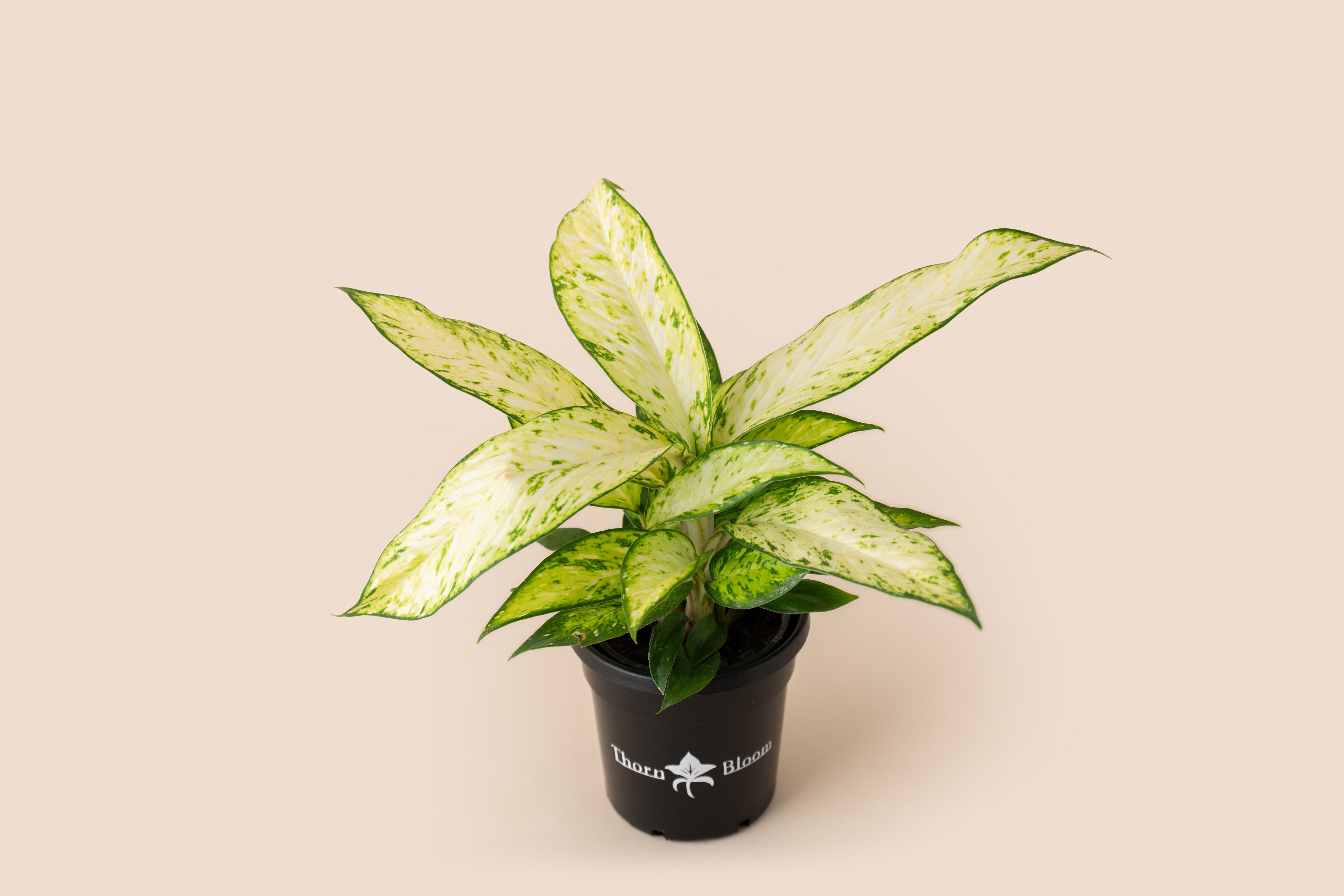 Dieffenbachia Starbright