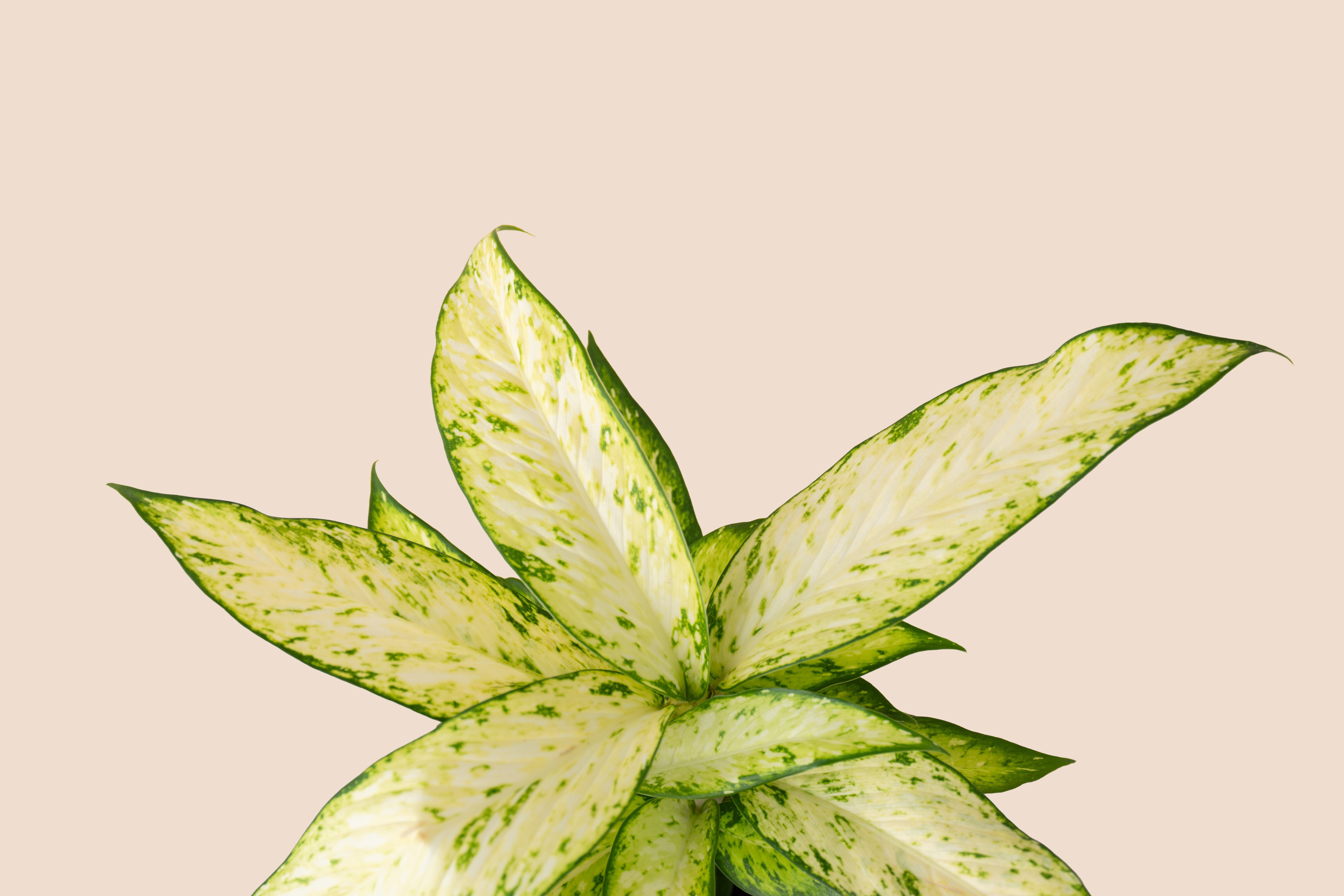 Dieffenbachia Starbright