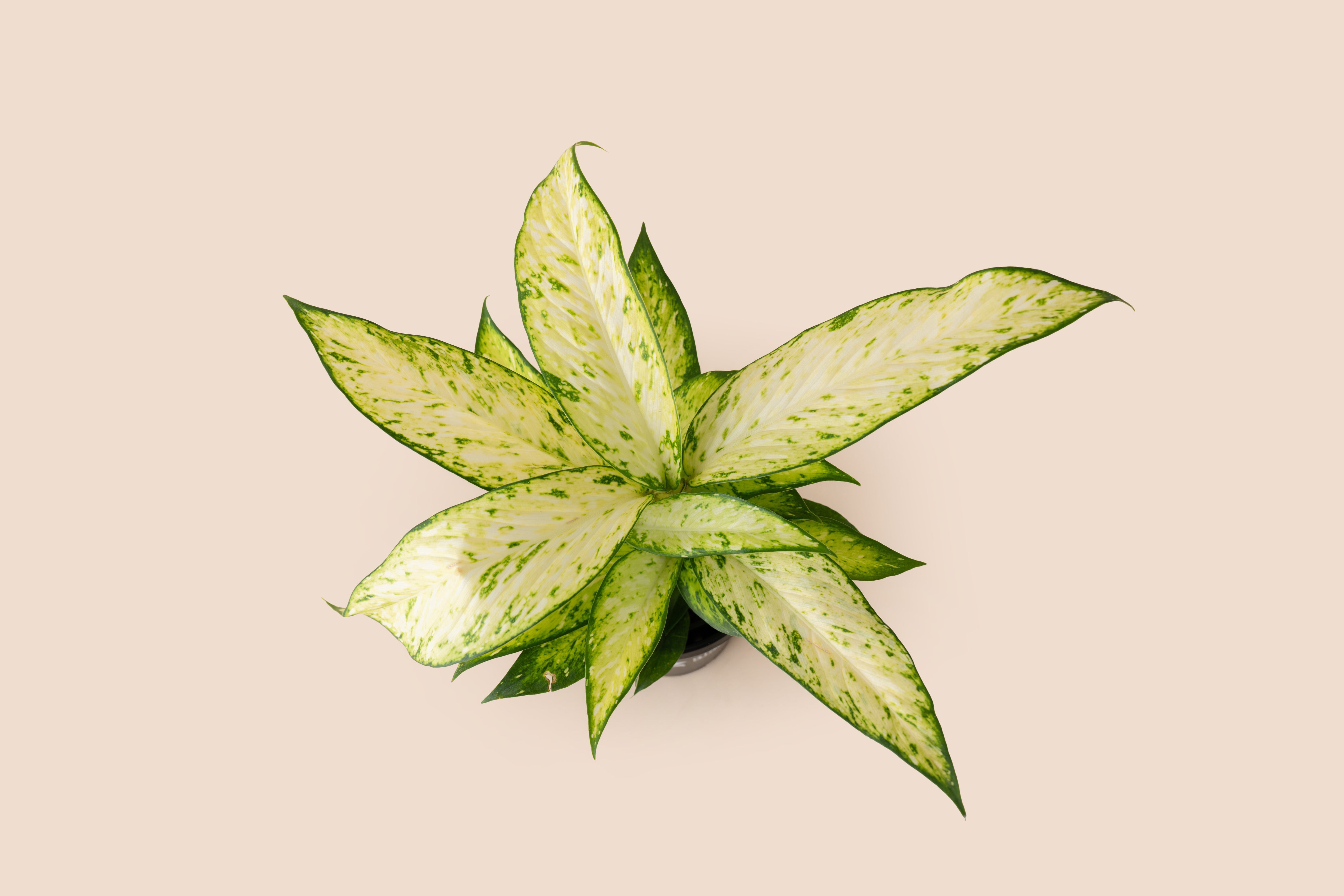 Dieffenbachia Starbright
