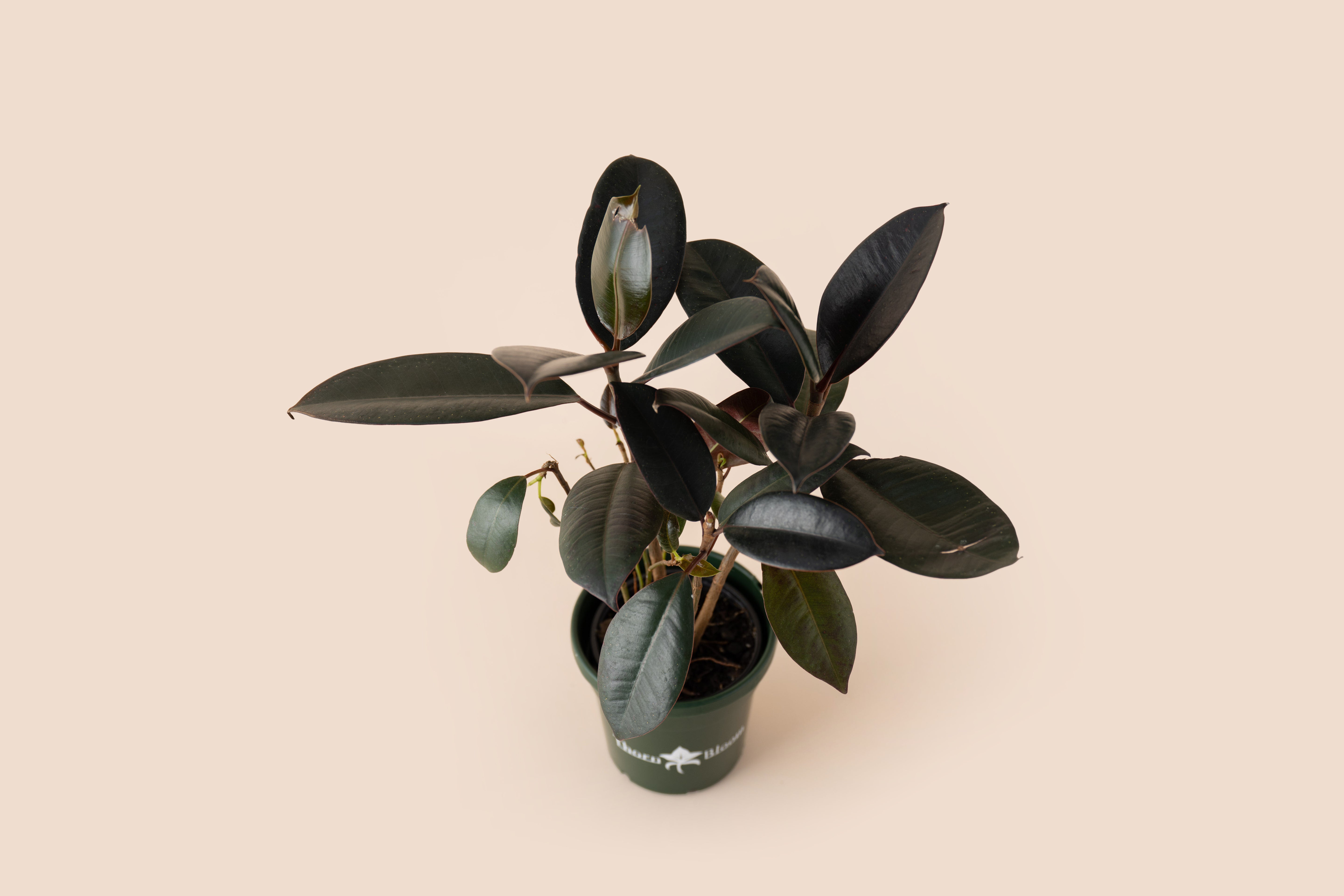 Ficus Red Rubber