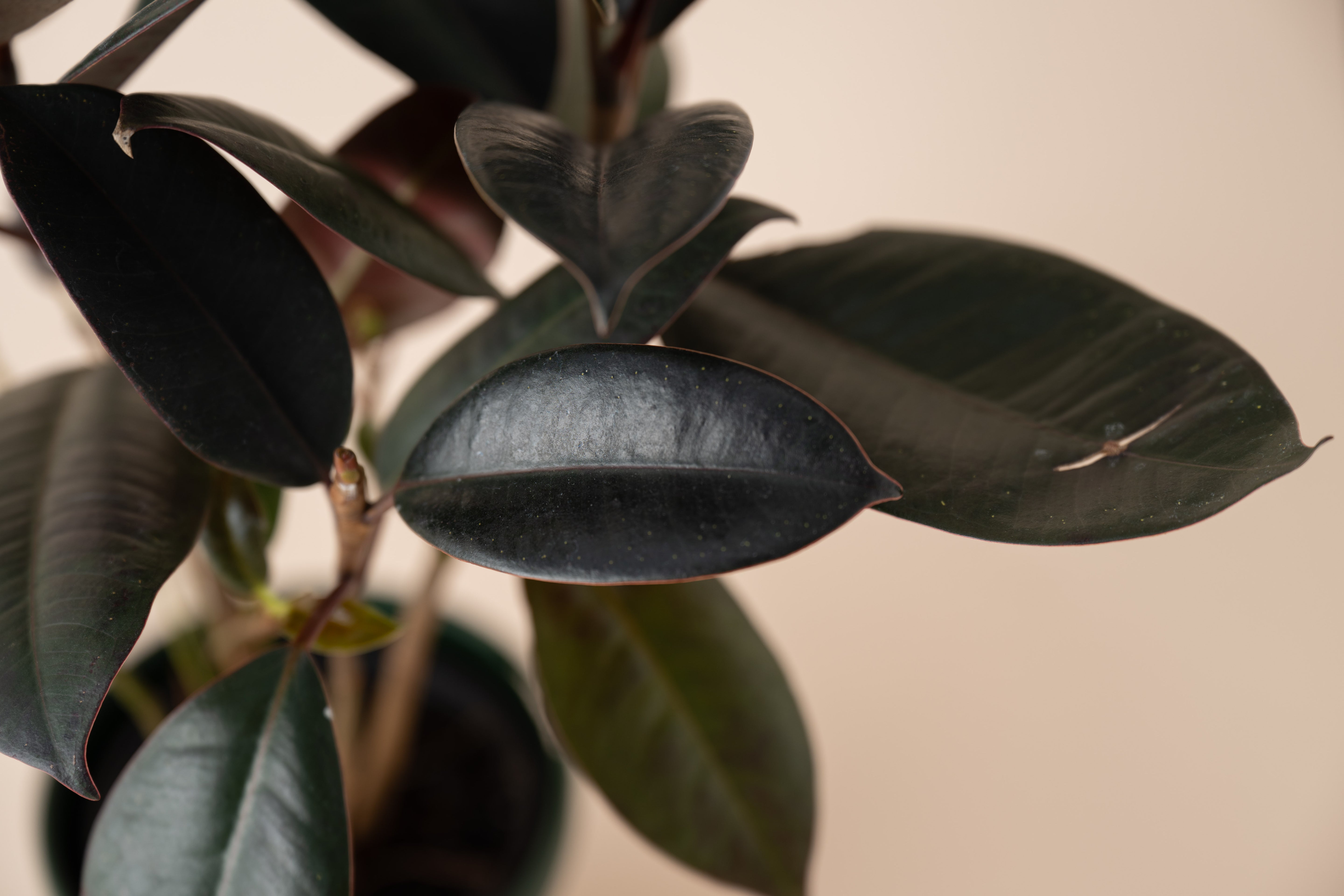 Ficus Red Rubber