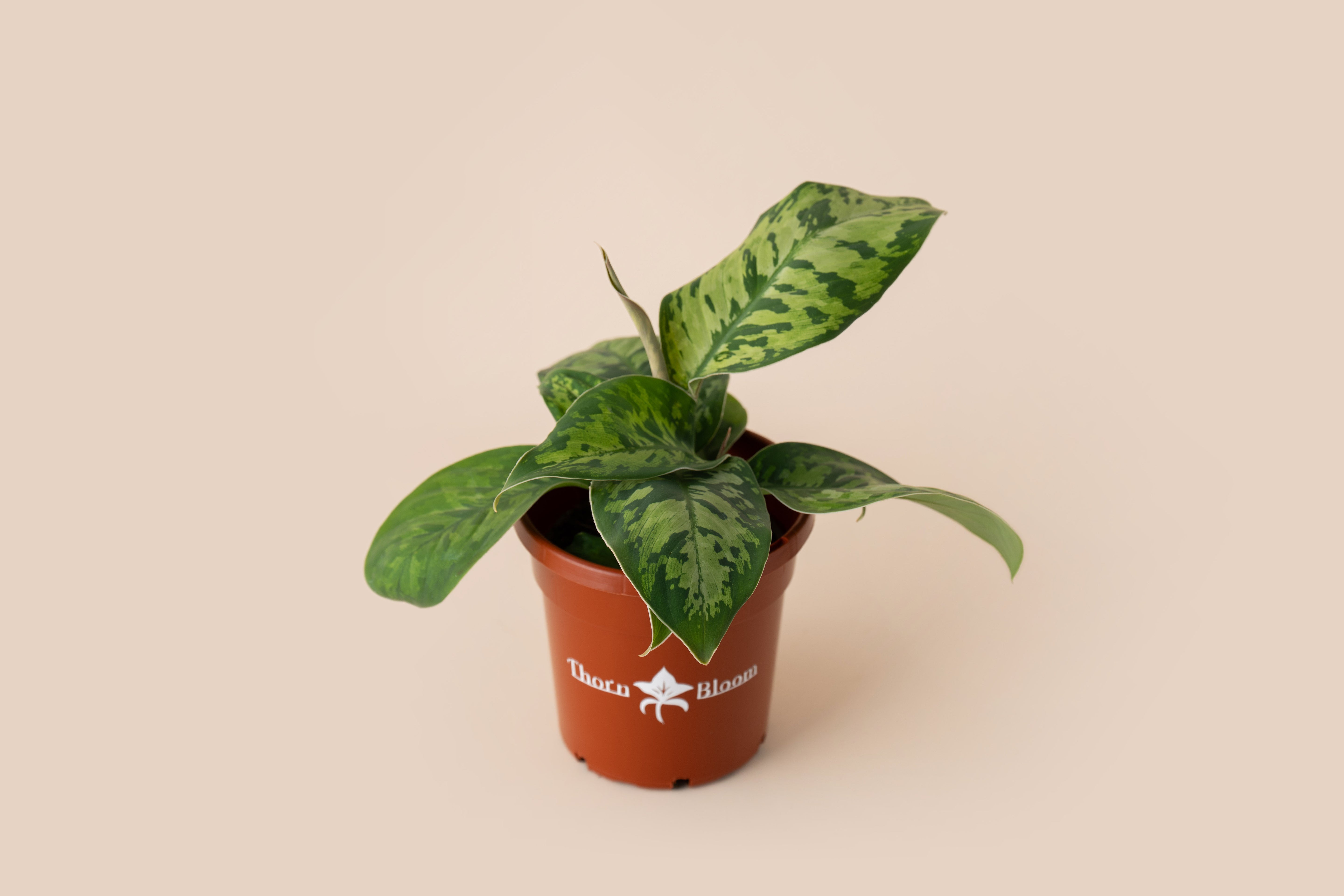 Homalomena Camouflage