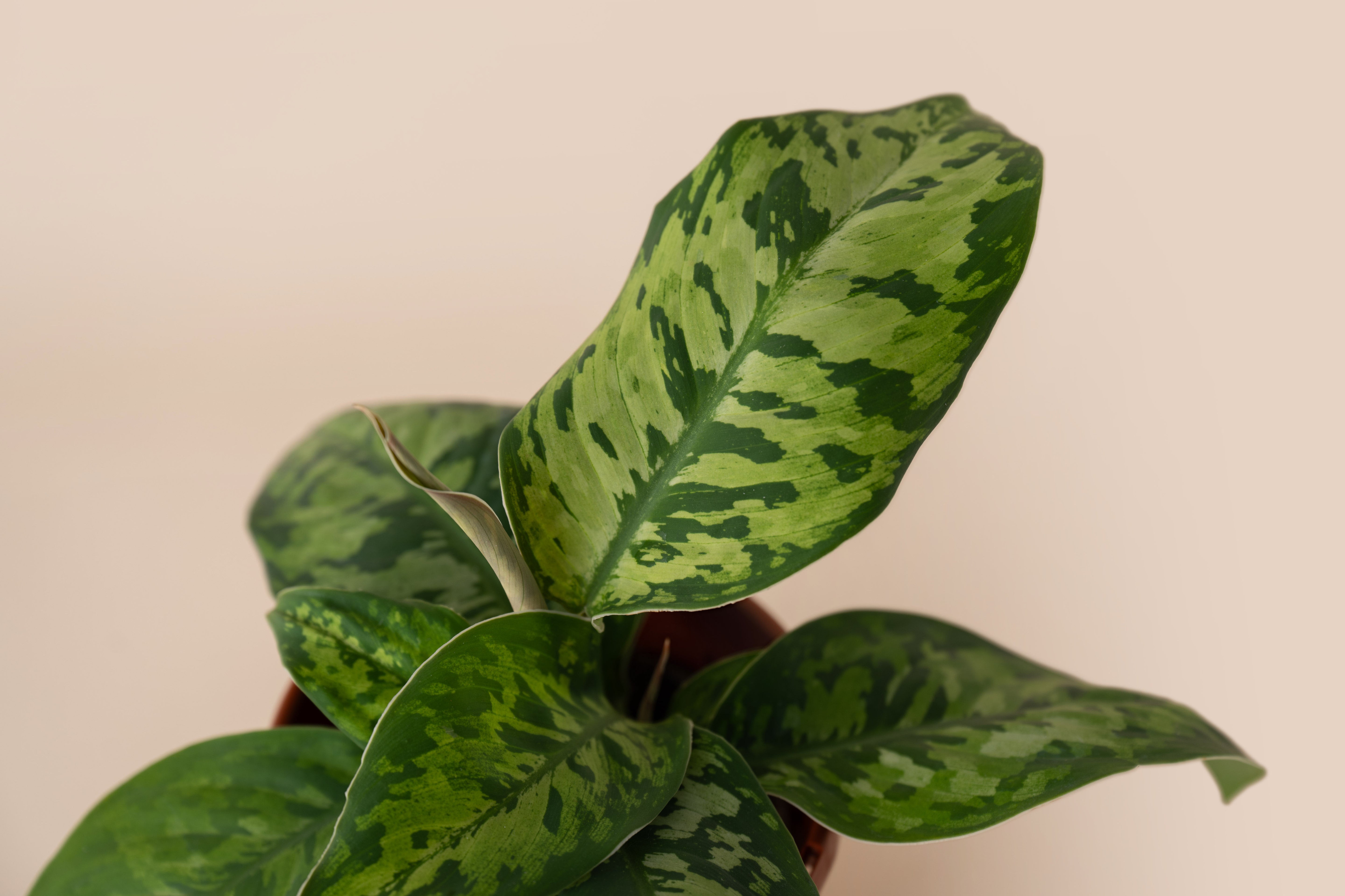 Homalomena Camouflage