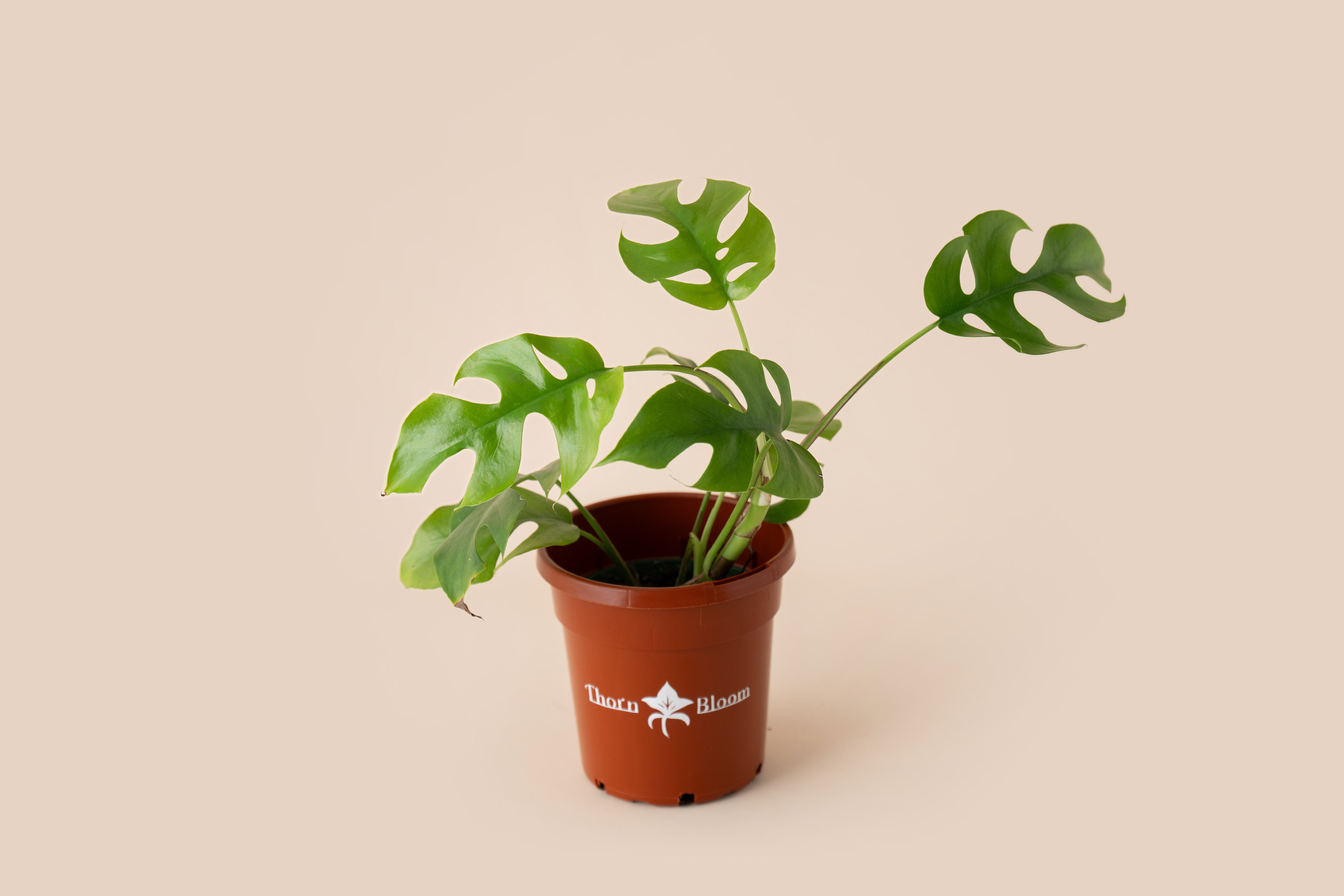 Monstera Pertusum