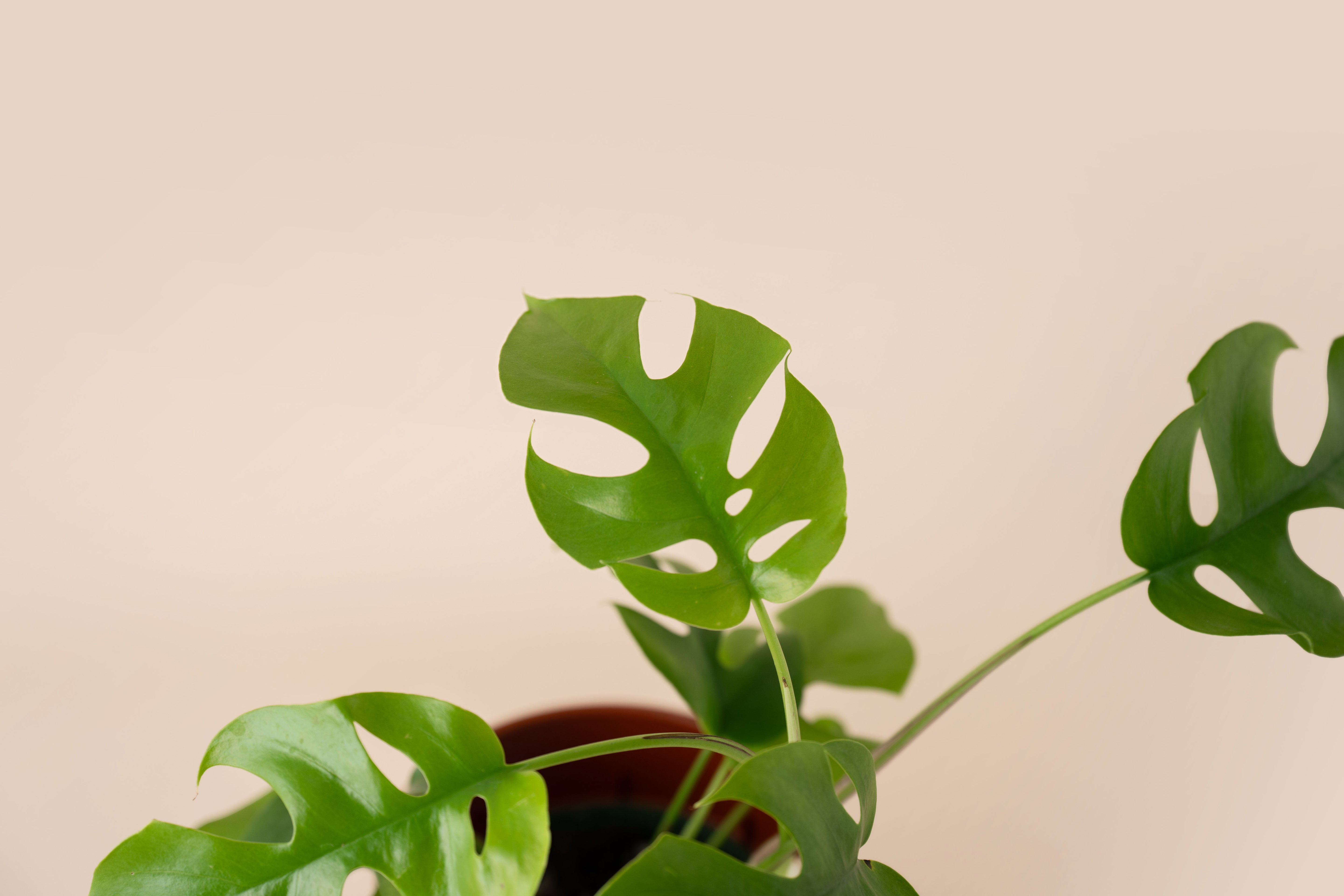 Monstera Pertusum