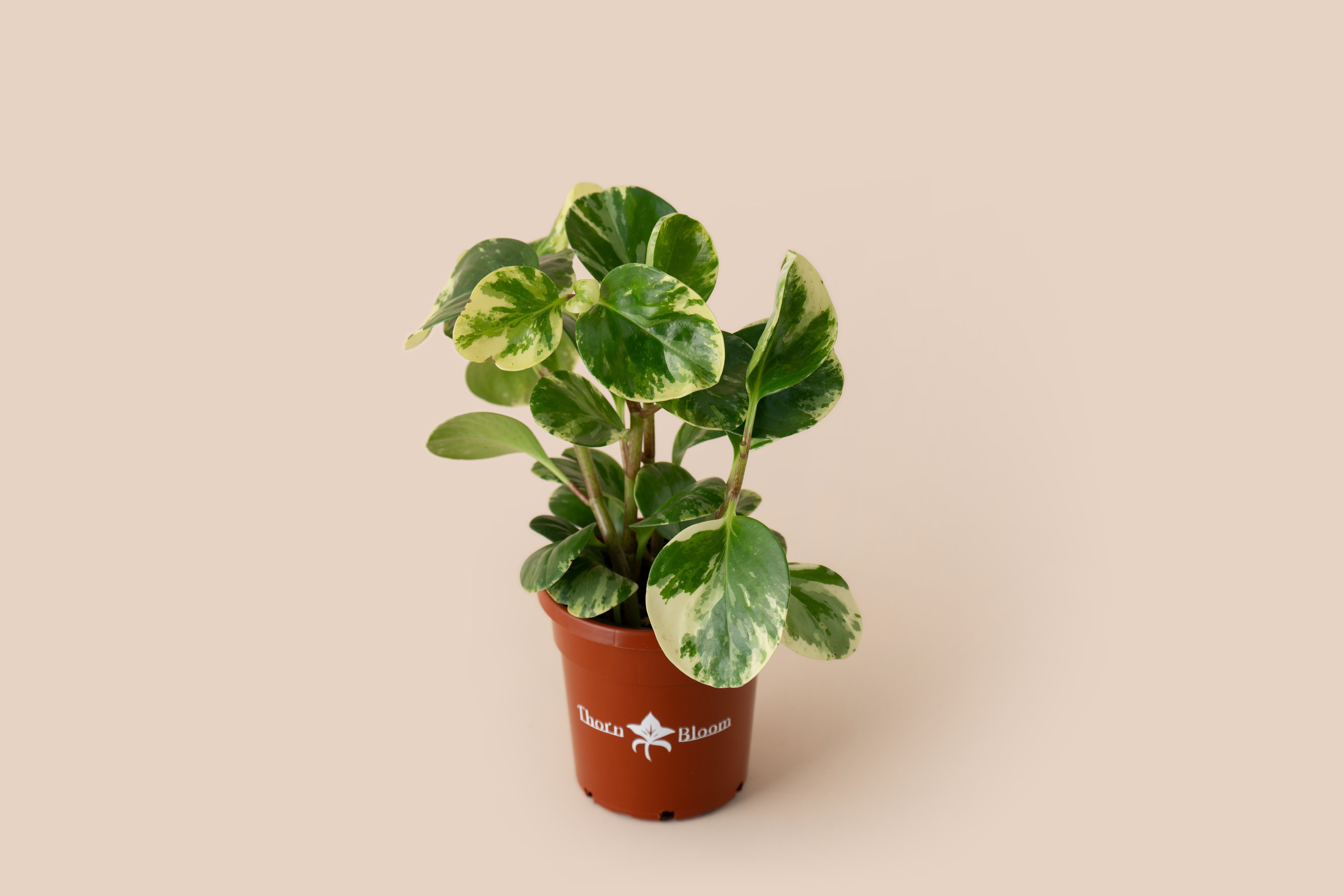 Peperomia Marble