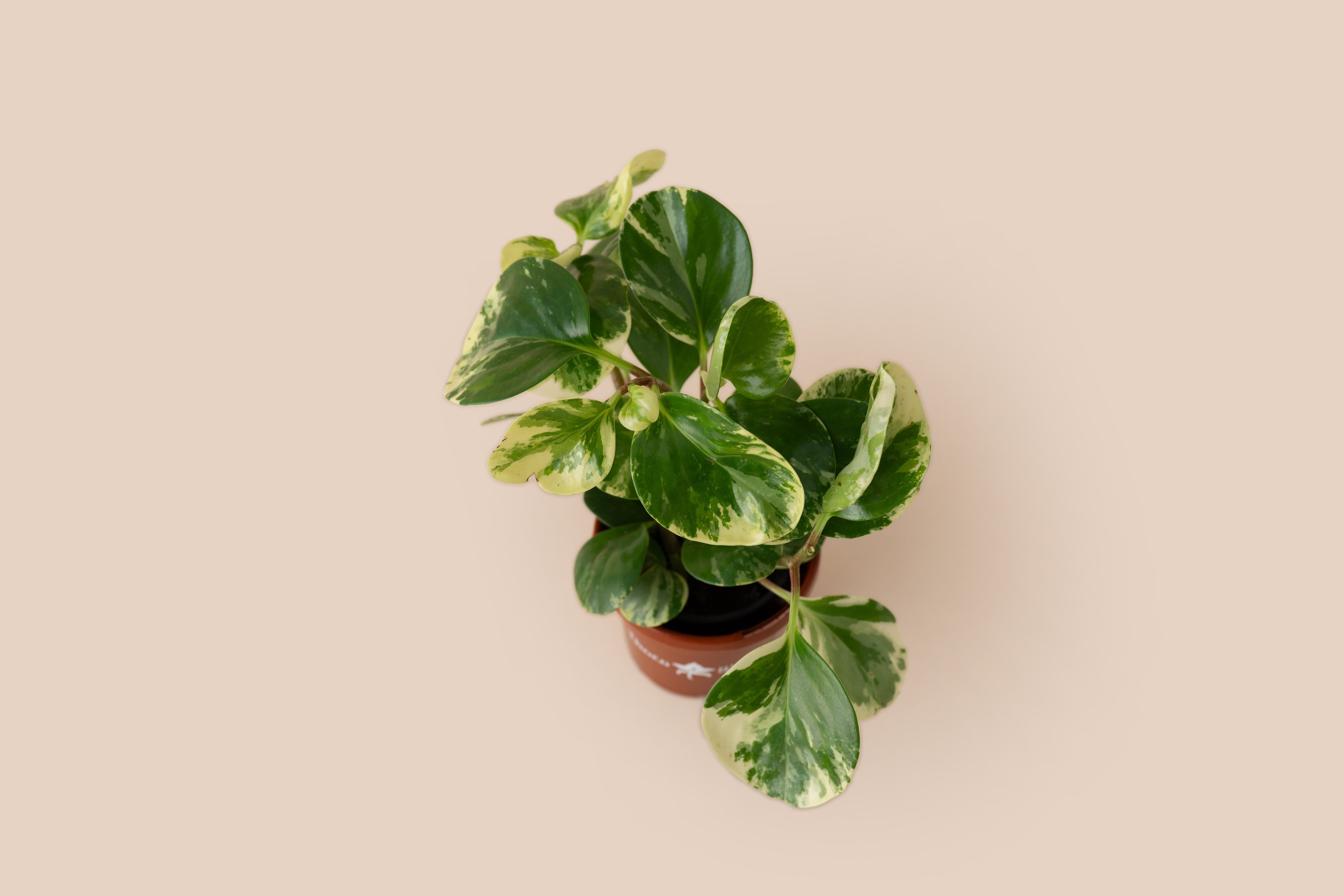 Peperomia Marble