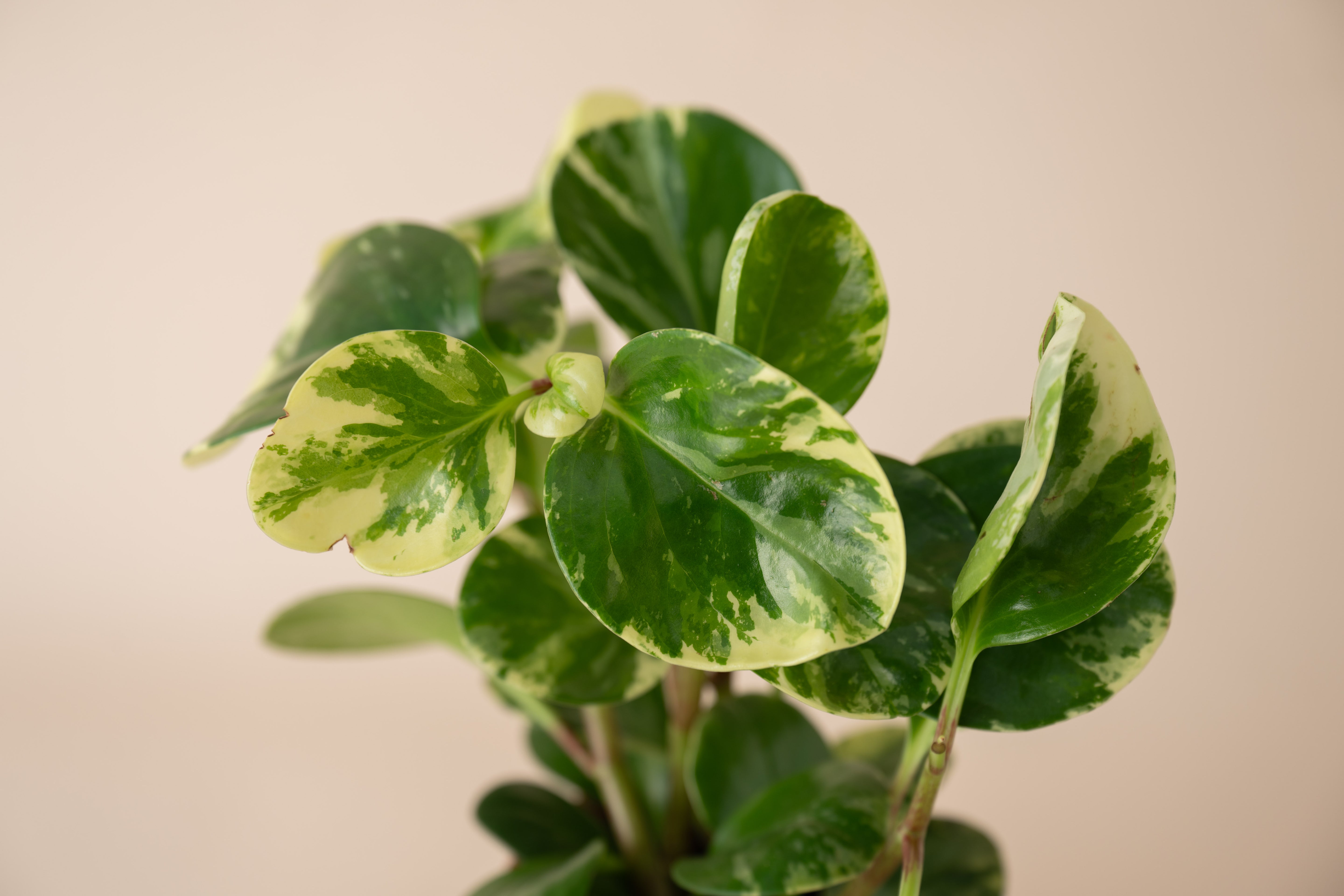 Peperomia Marble