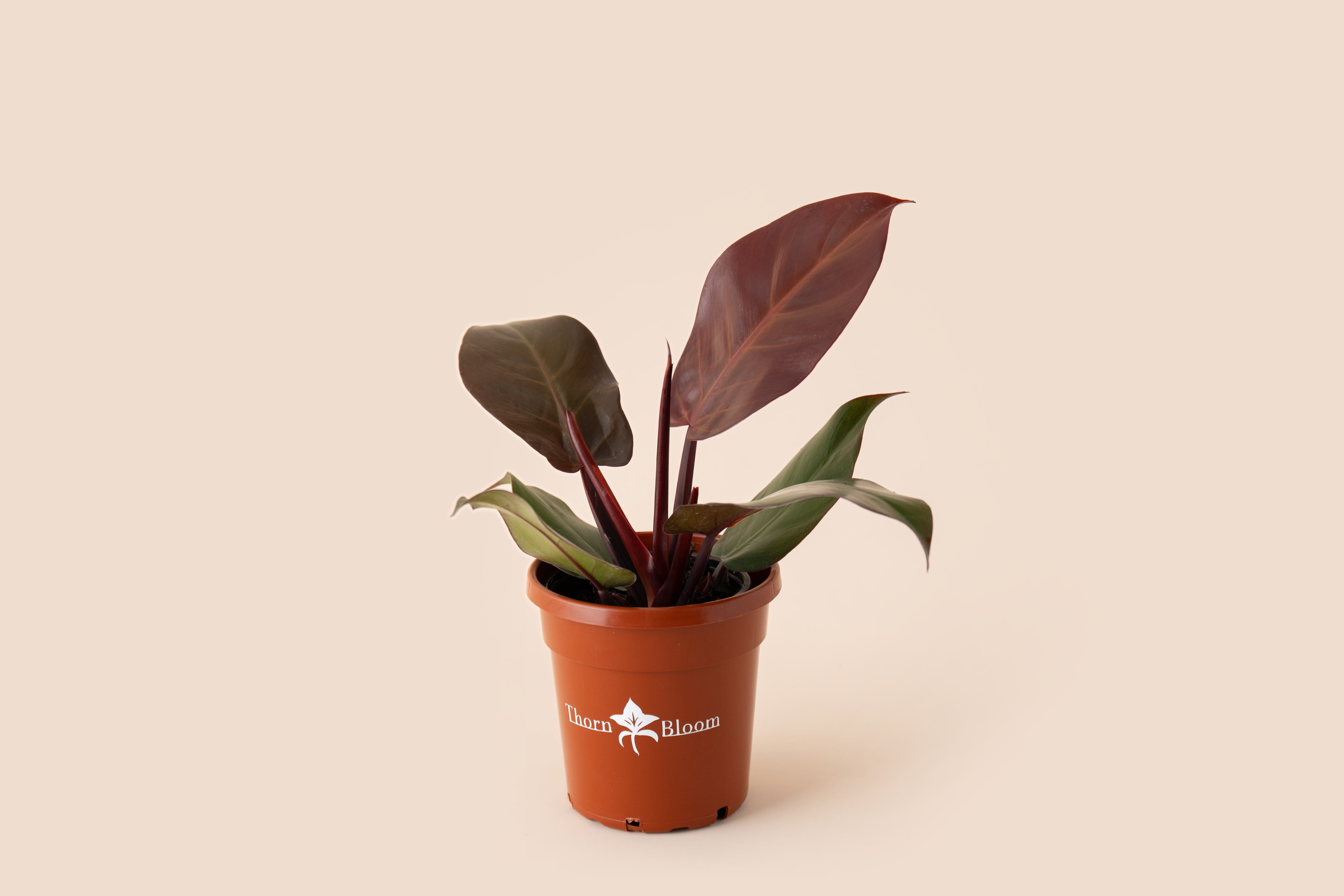 Philodendron Red Sun