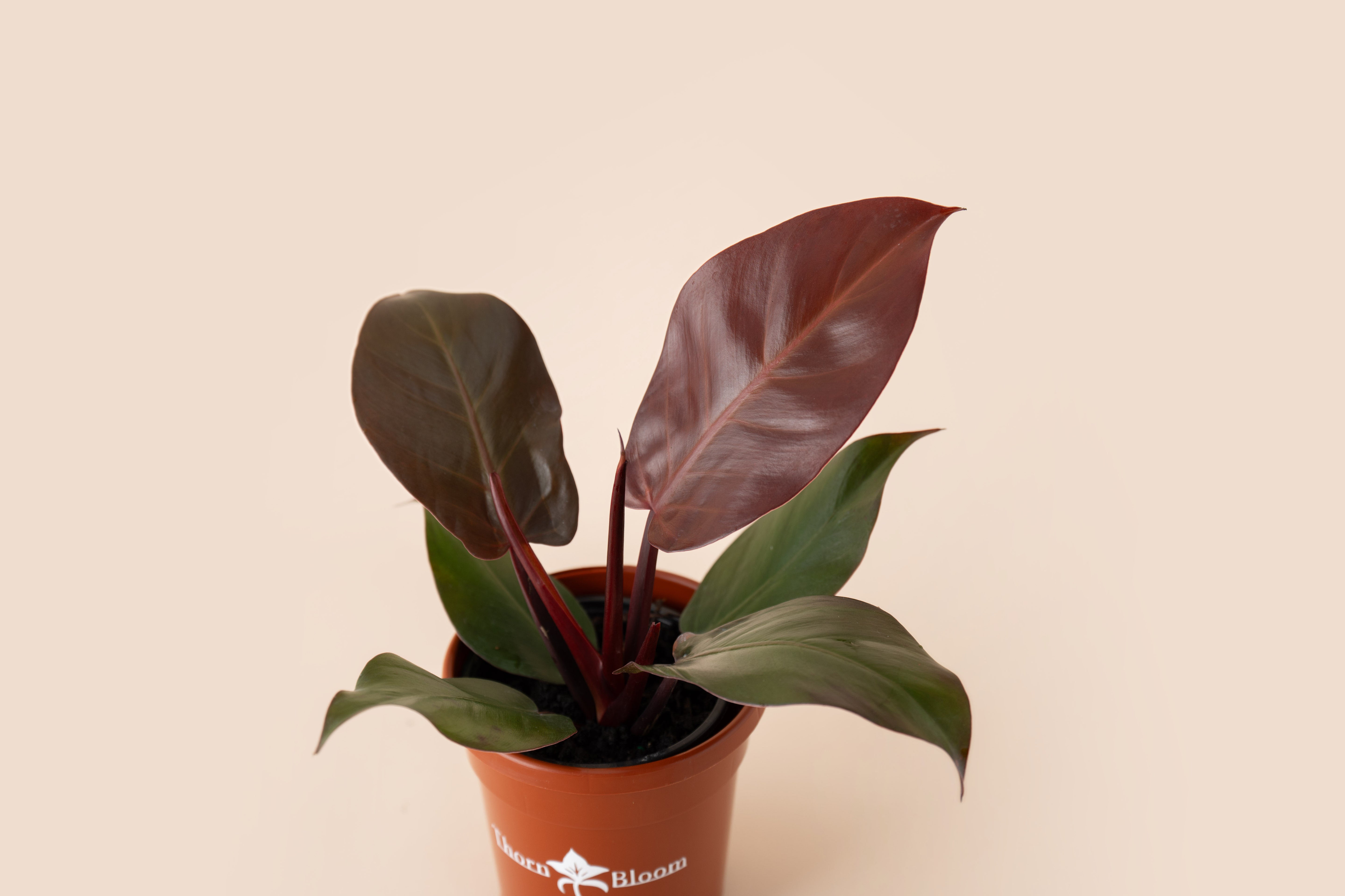 Philodendron Red Sun