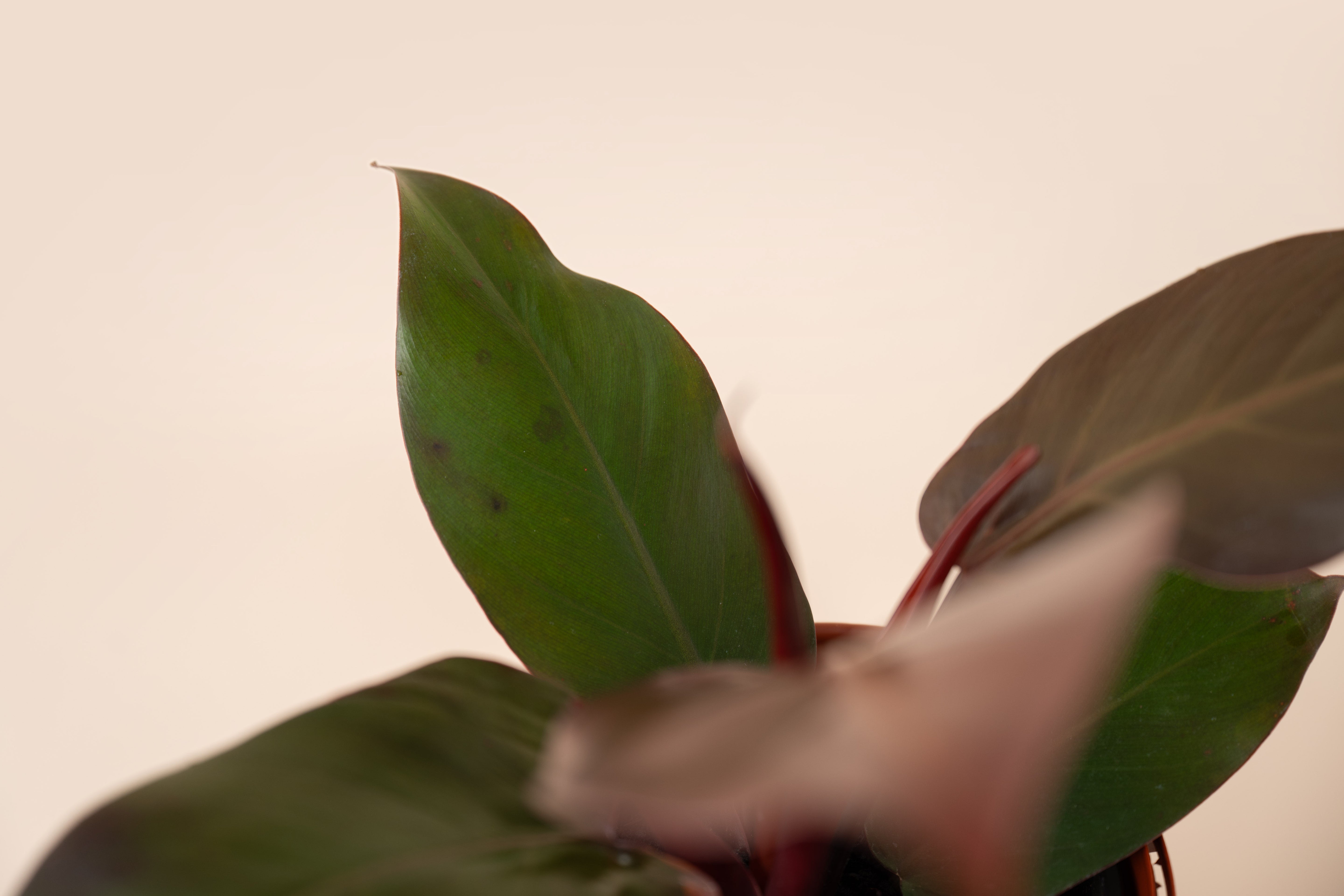 Philodendron Red Sun