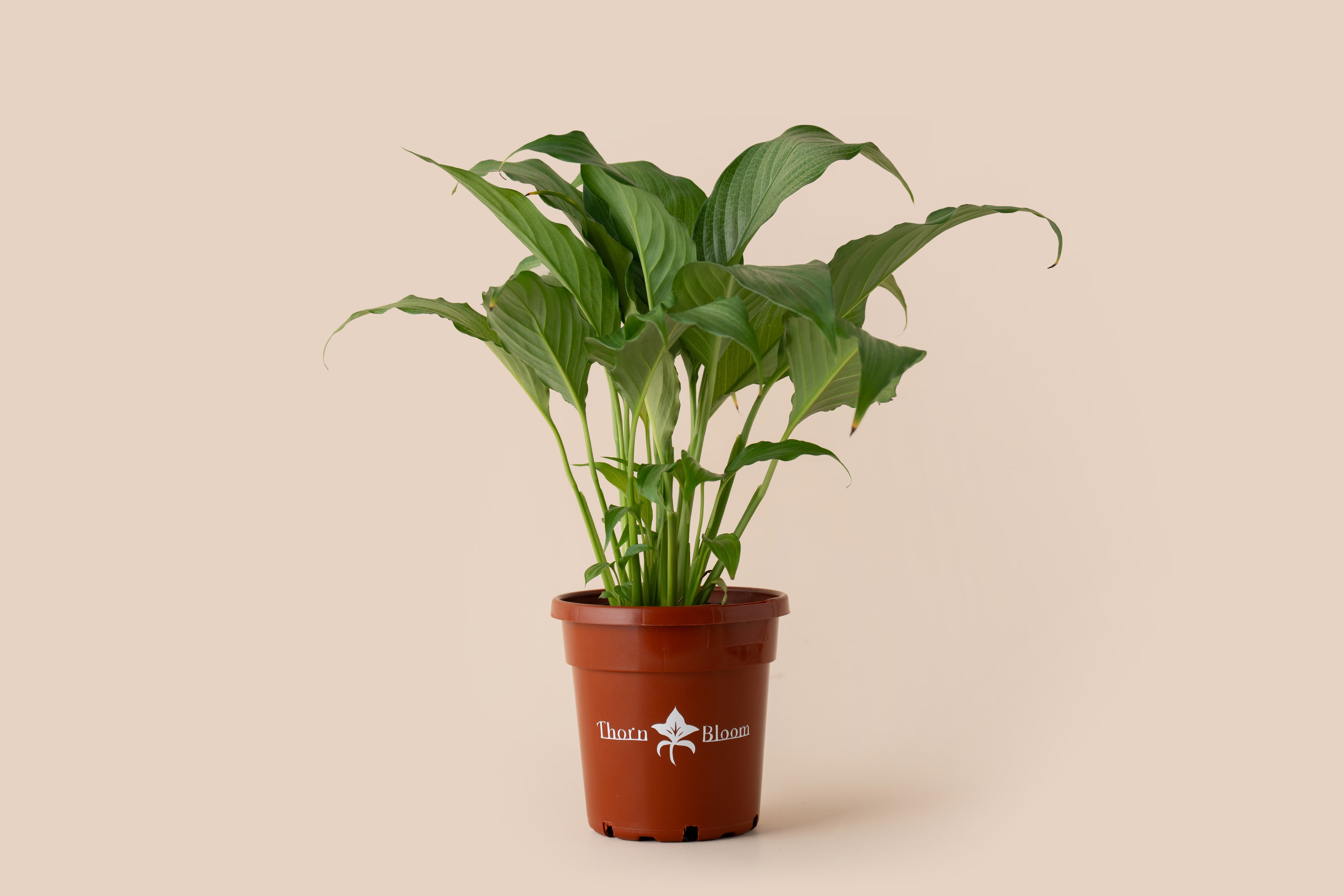 Spathiphyllum Platinum