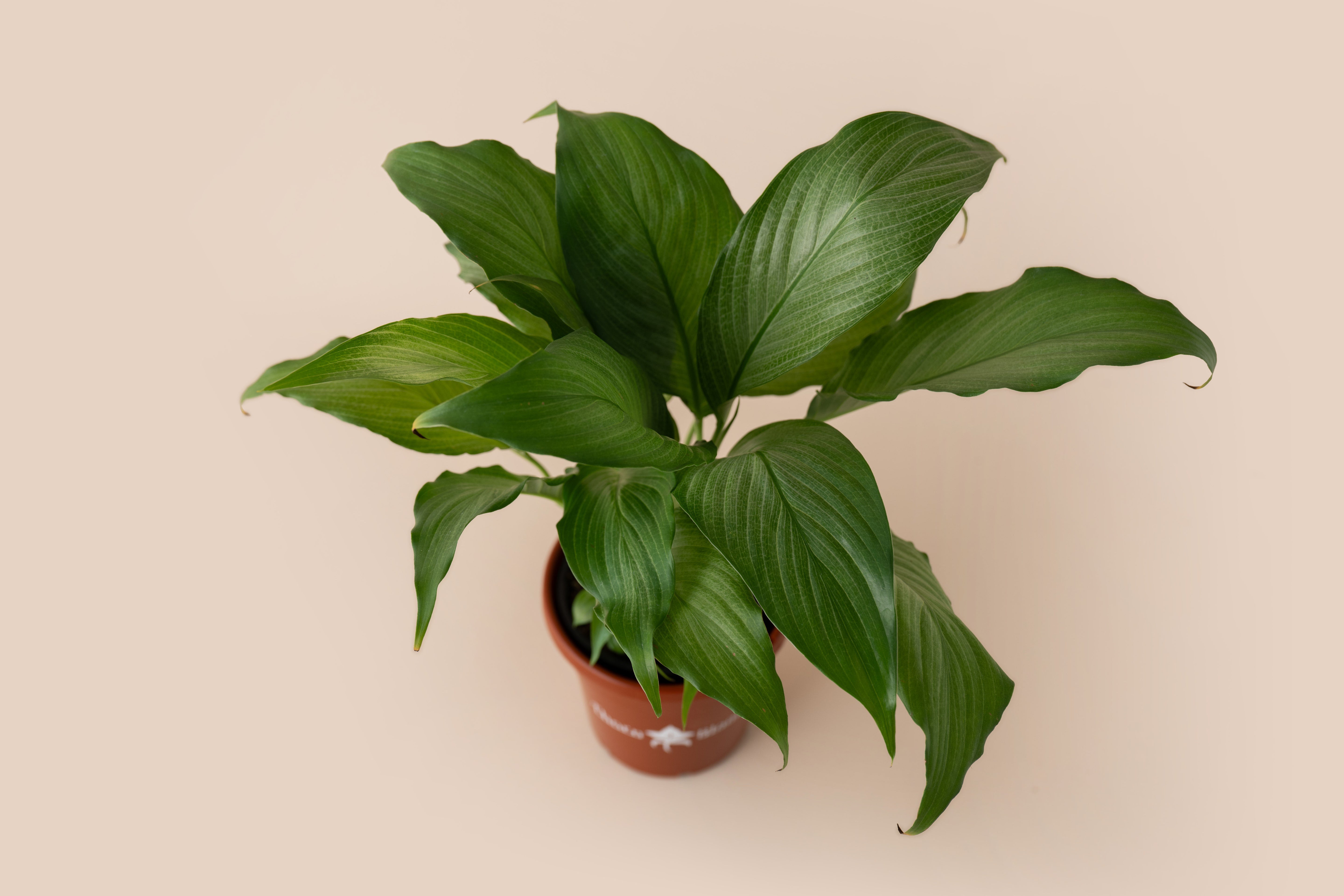 Spathiphyllum Platinum
