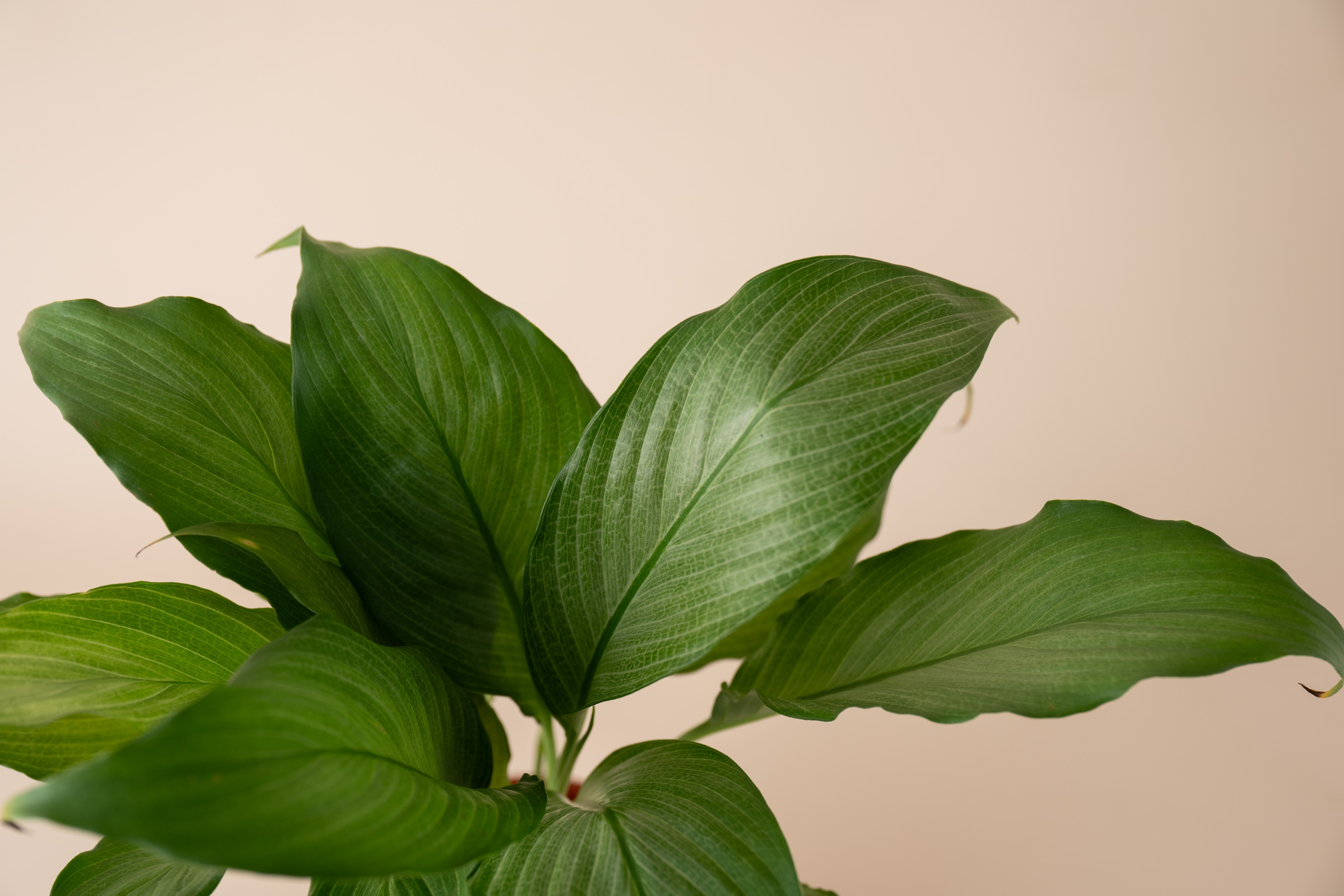 Spathiphyllum Platinum
