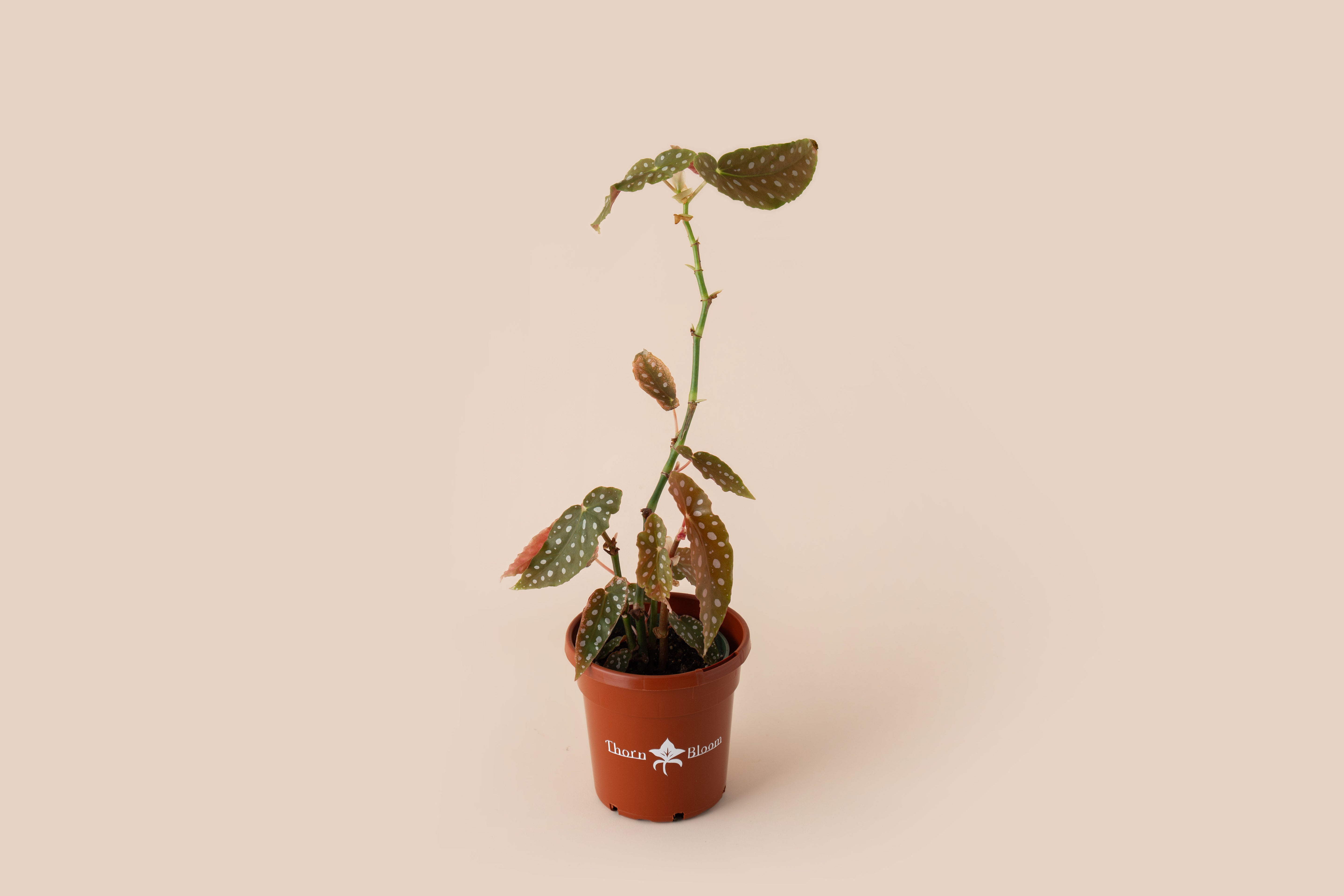 Begonia Maculata