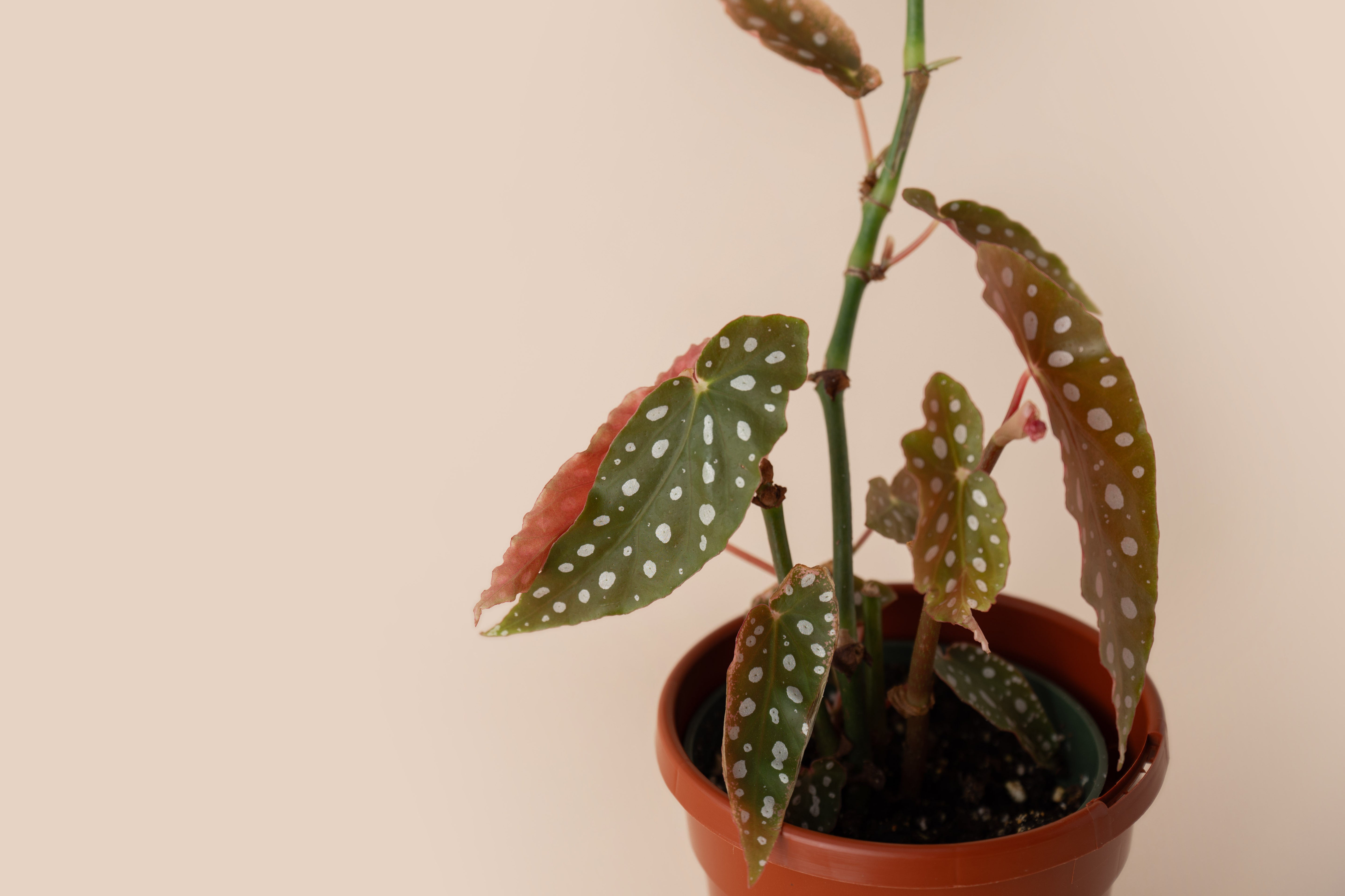 Begonia Maculata