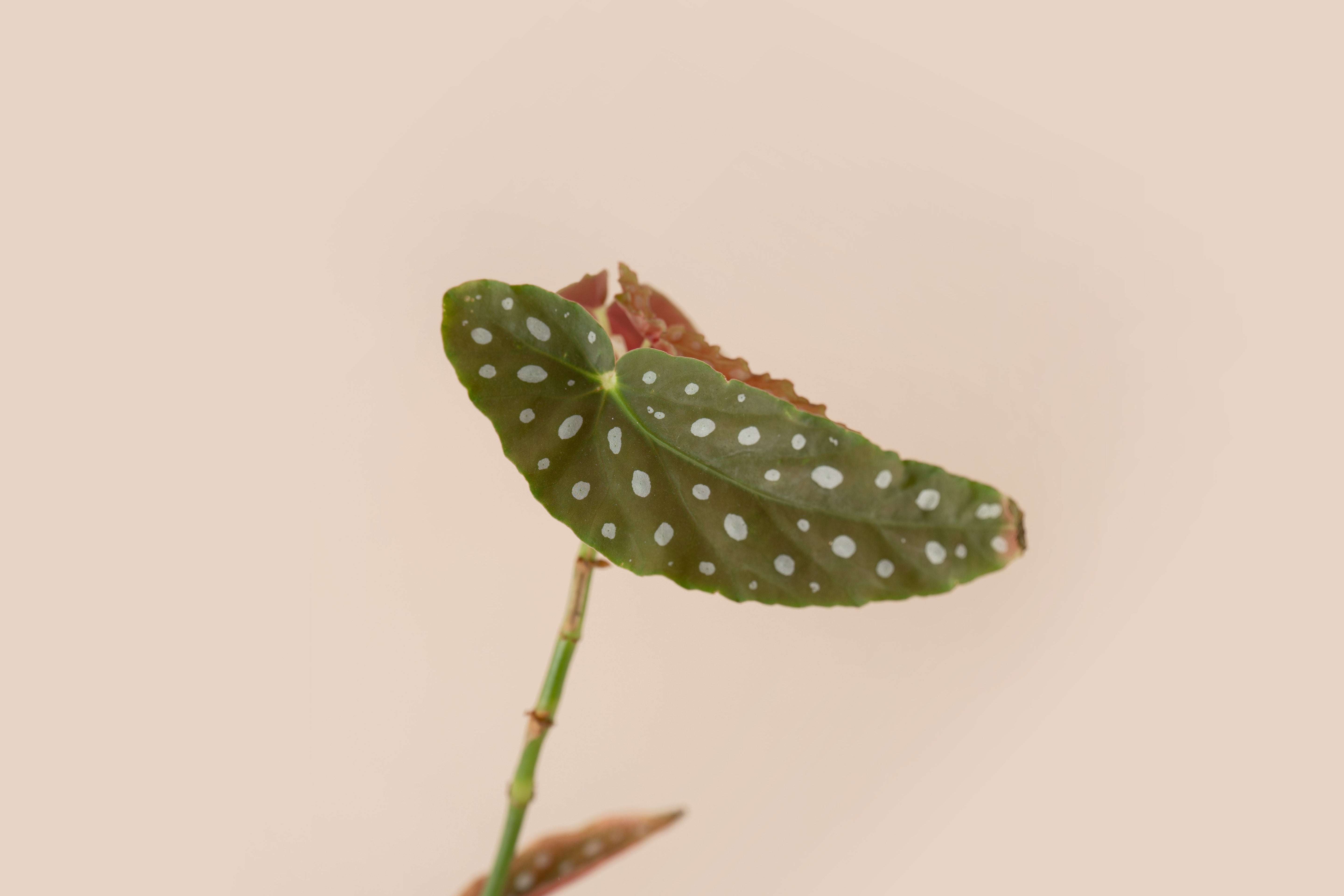 Begonia Maculata