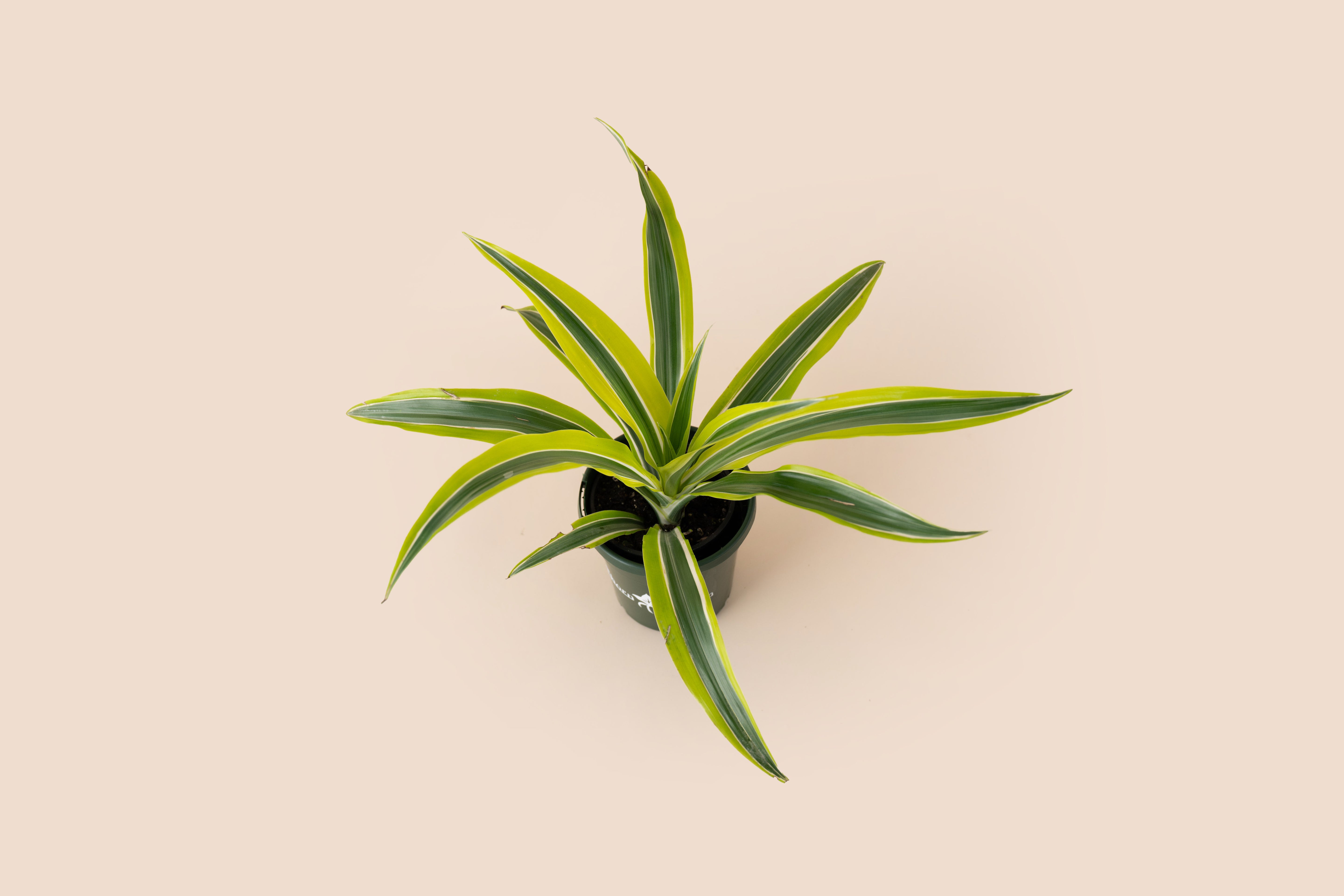 Dracaena Warneckii Lemon Lime