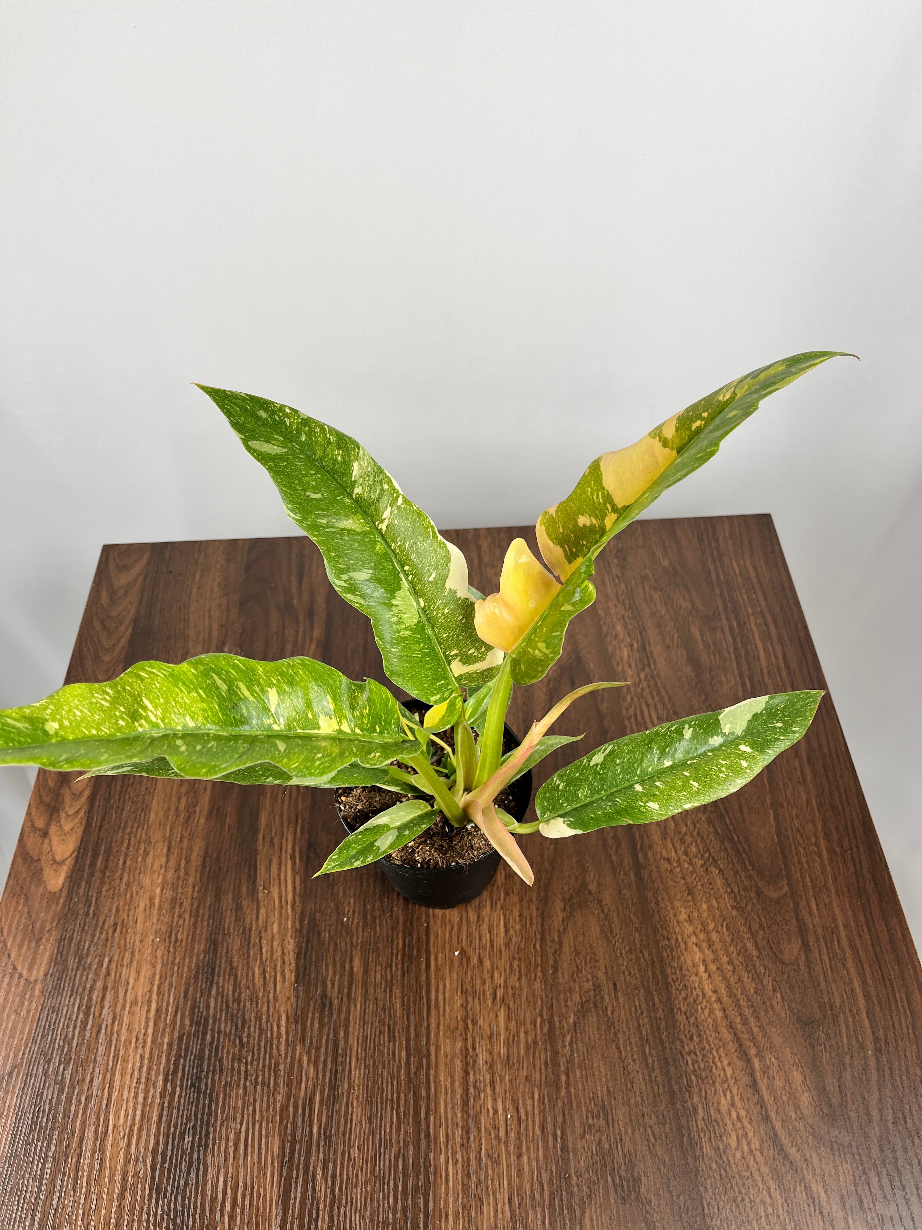Philodendron Ring of Fire