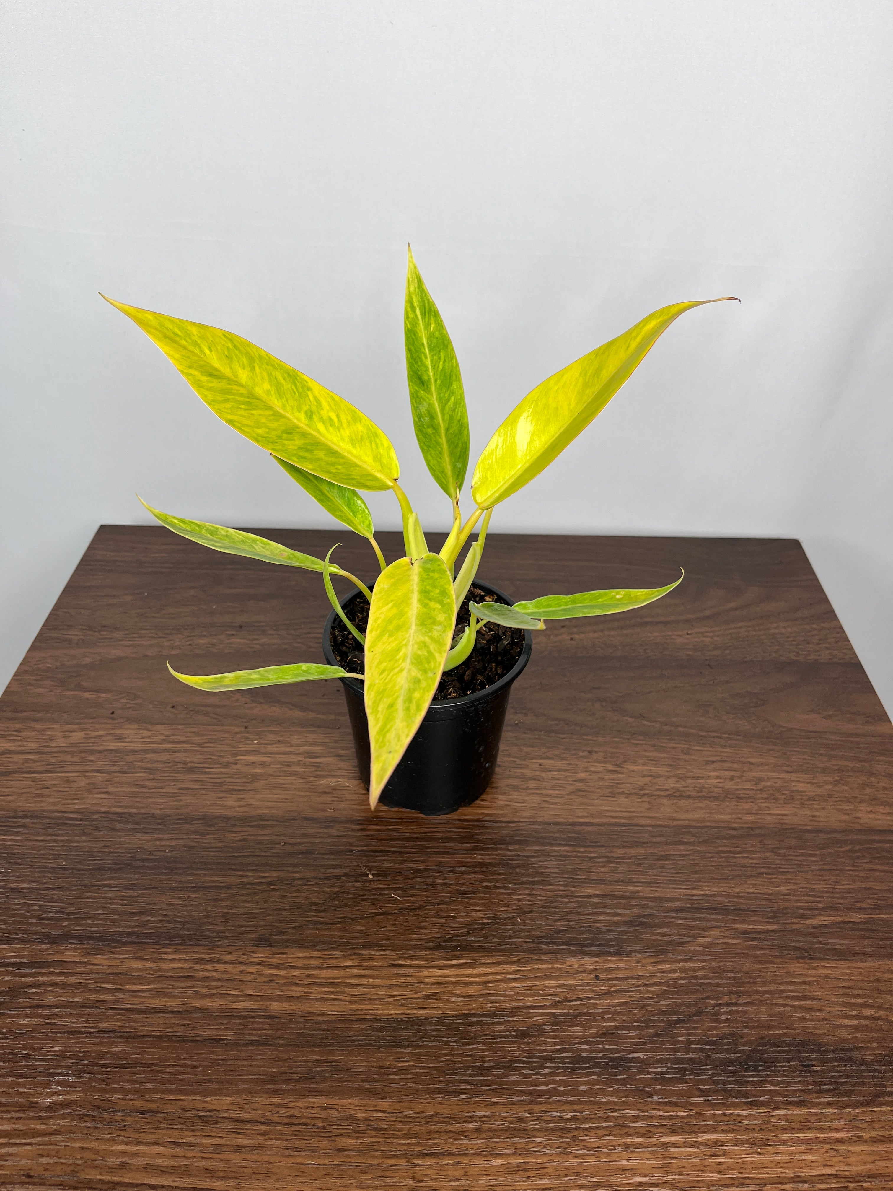 Philodendron Calkins Gold