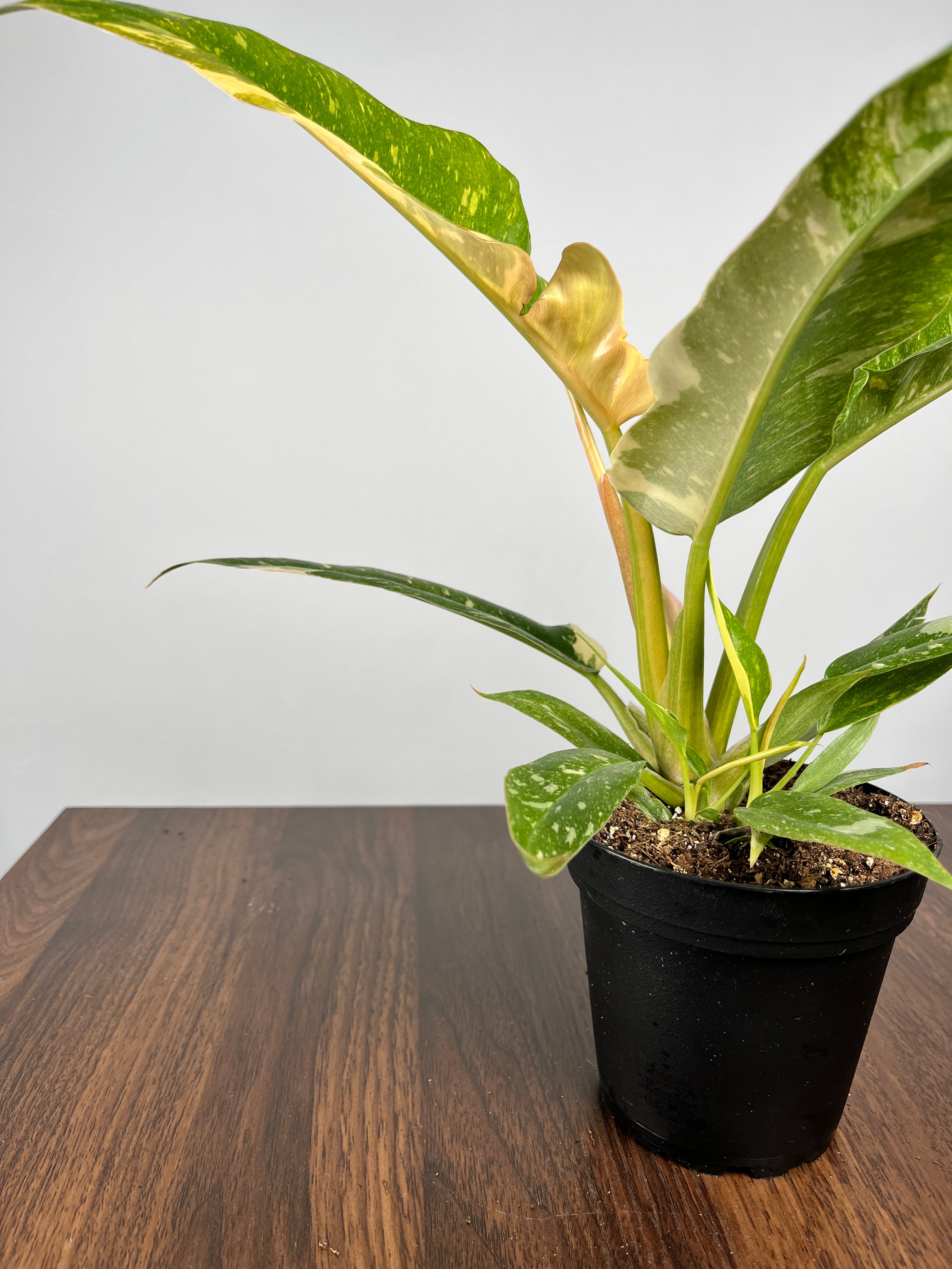 Philodendron Ring of Fire