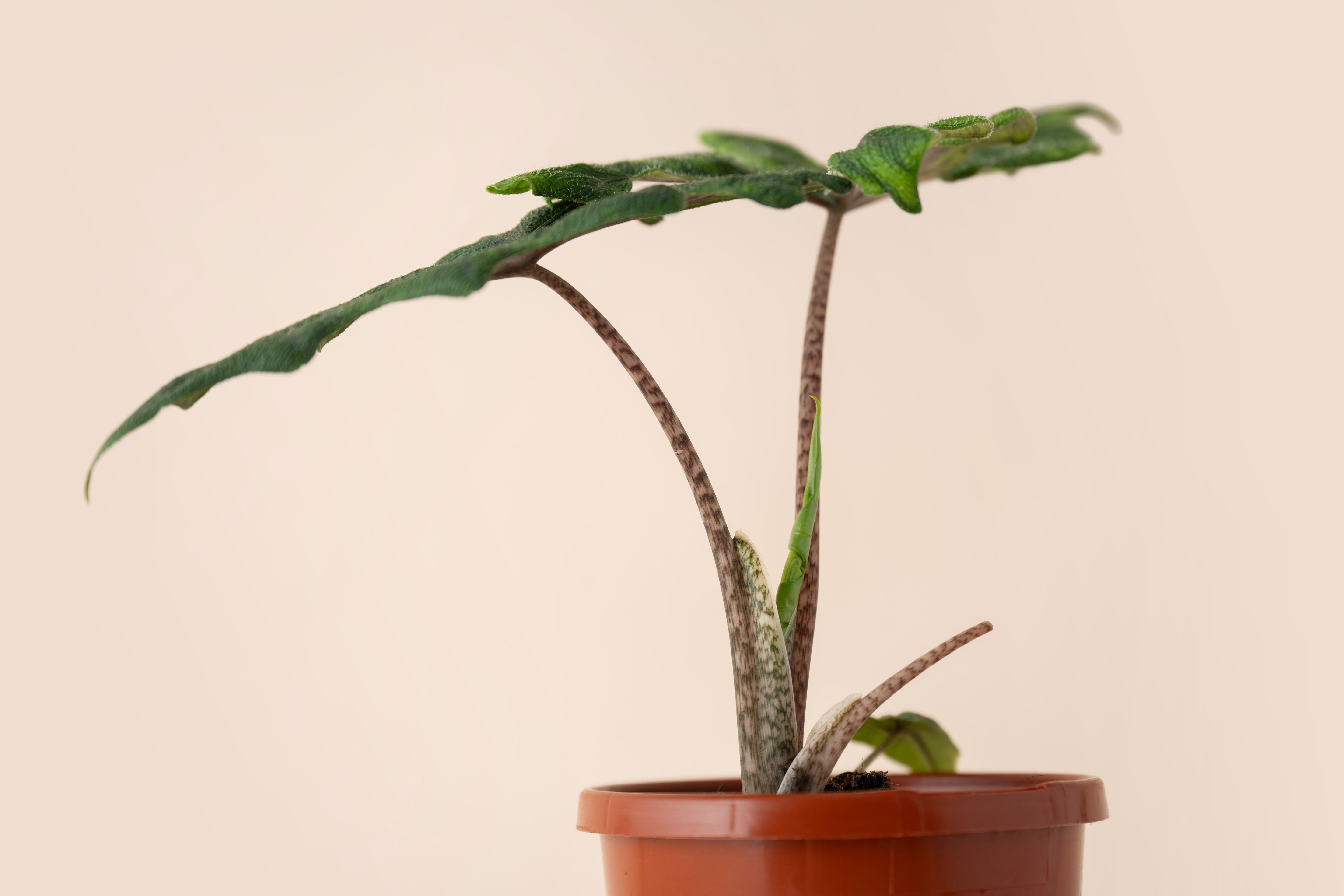Alocasia Jacklyn