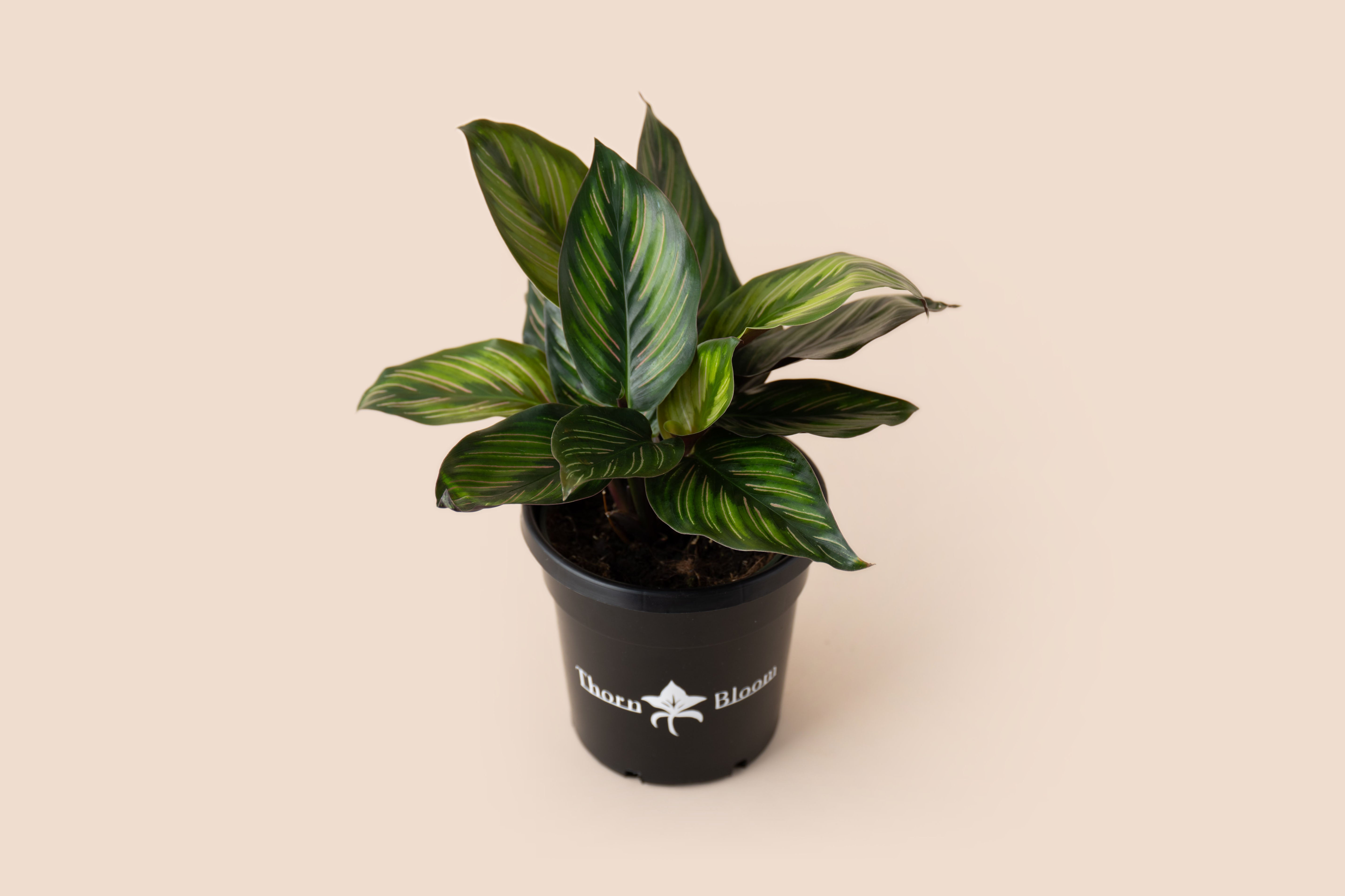 Calathea Beauty Star
