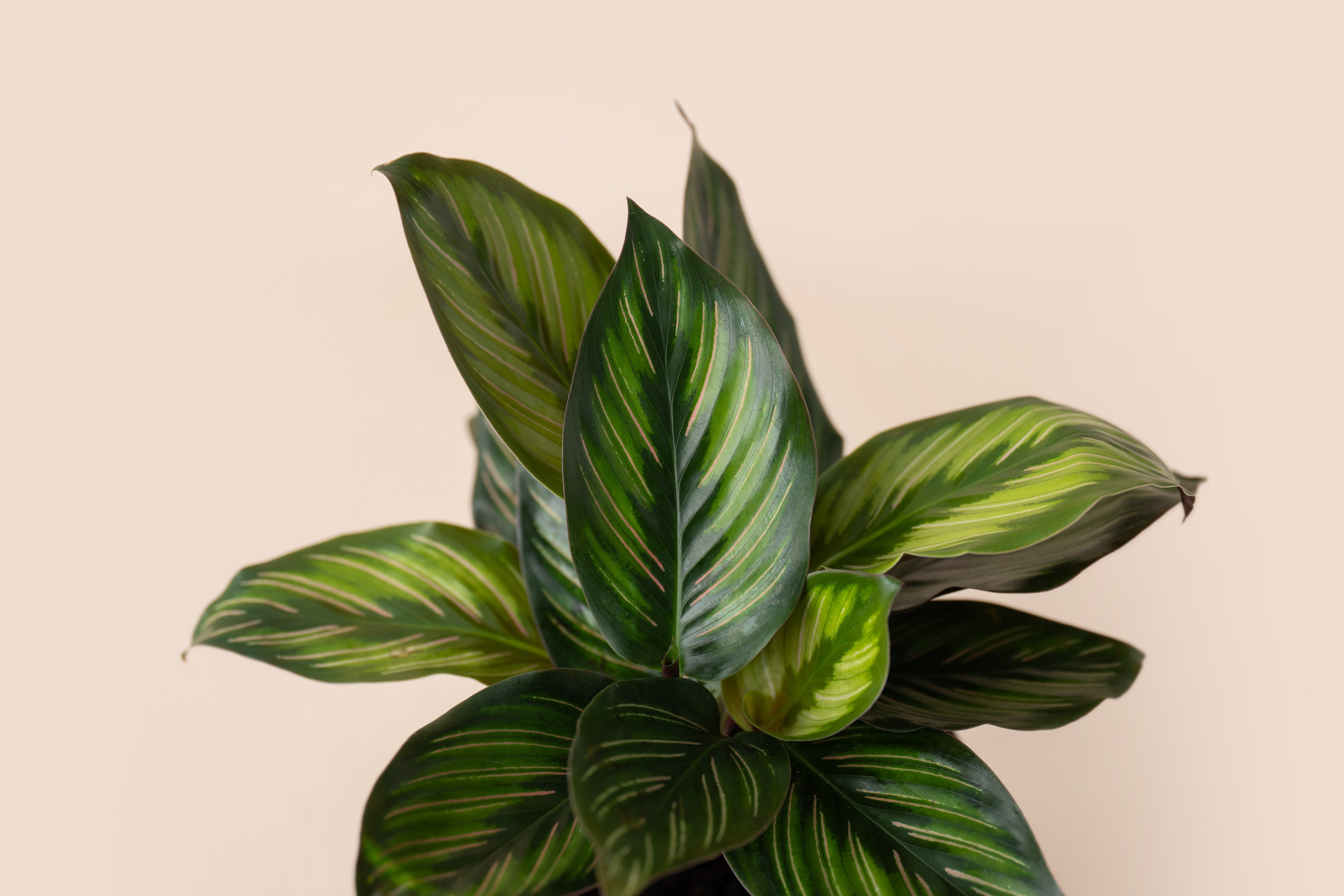 Calathea Beauty Star