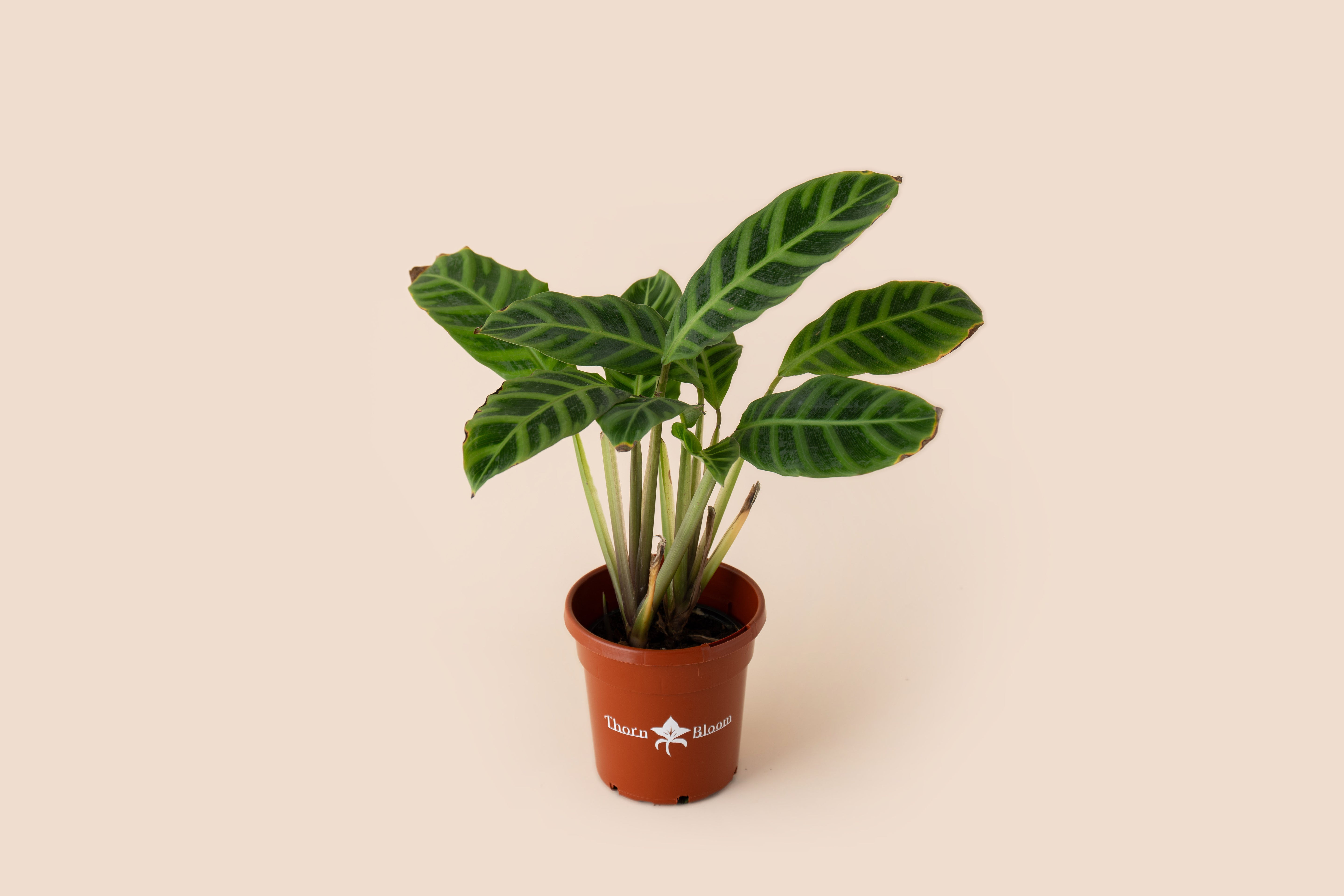 Calathea Jungle Velvet