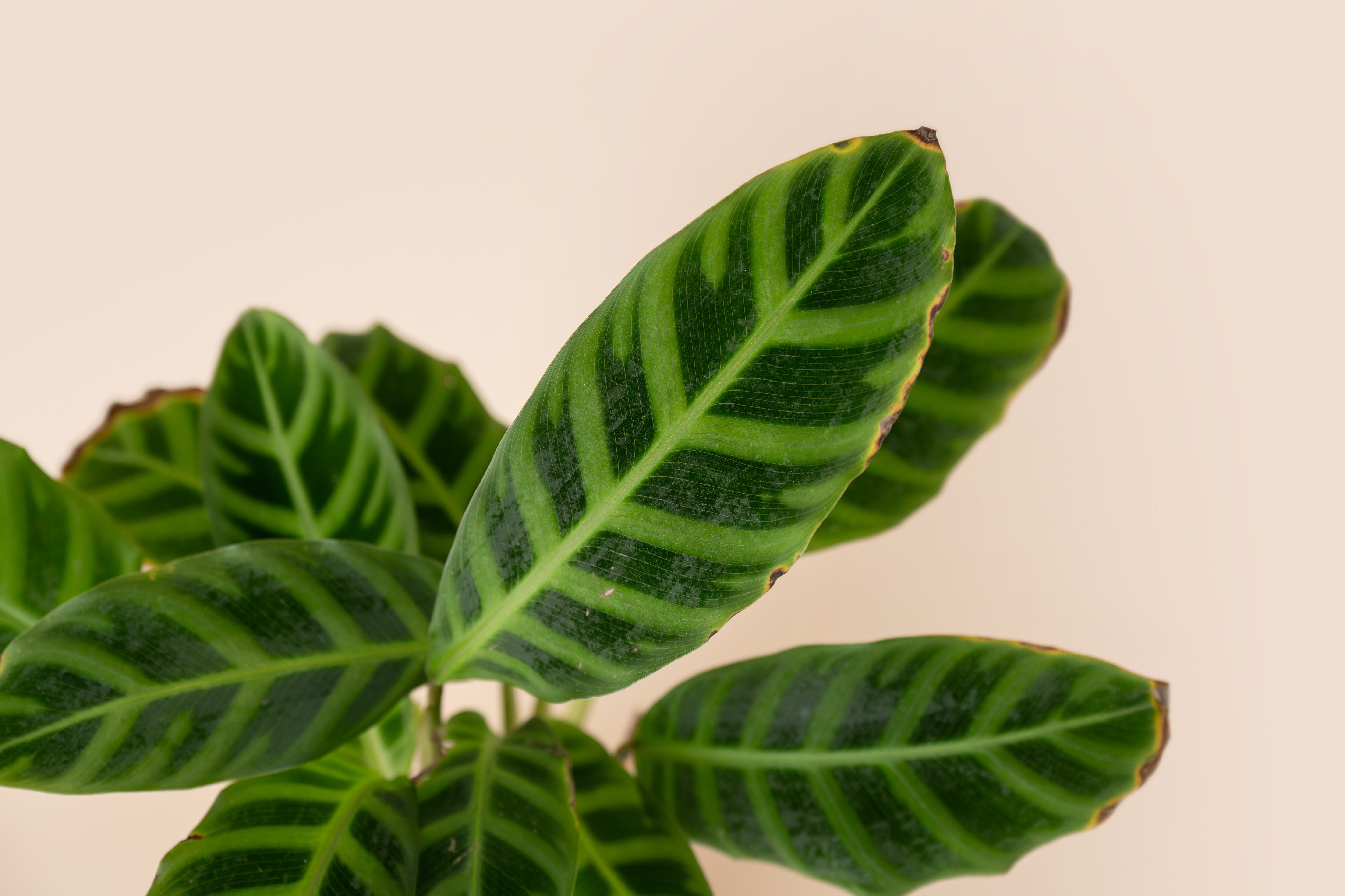 Calathea Jungle Velvet