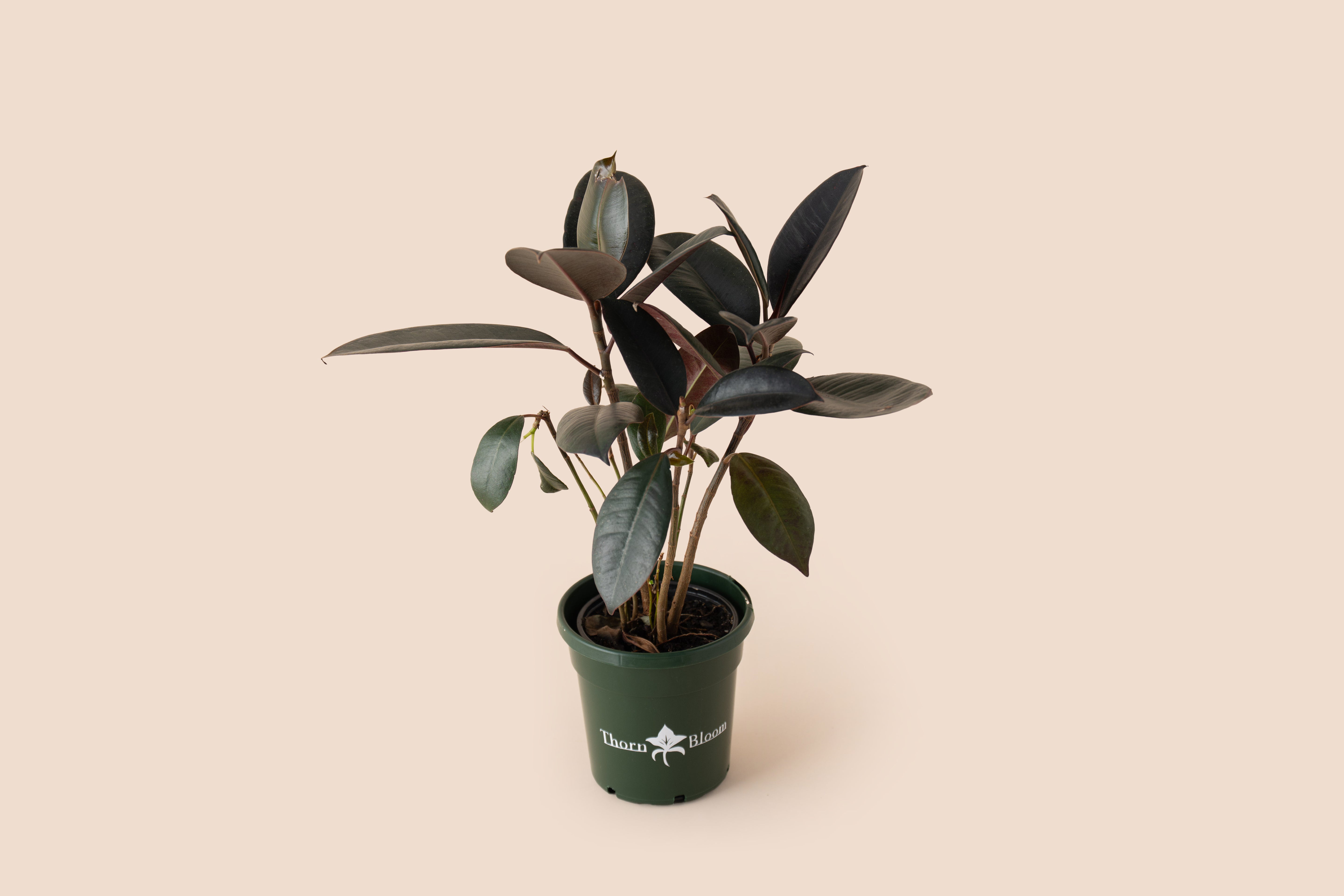 Ficus Red Rubber