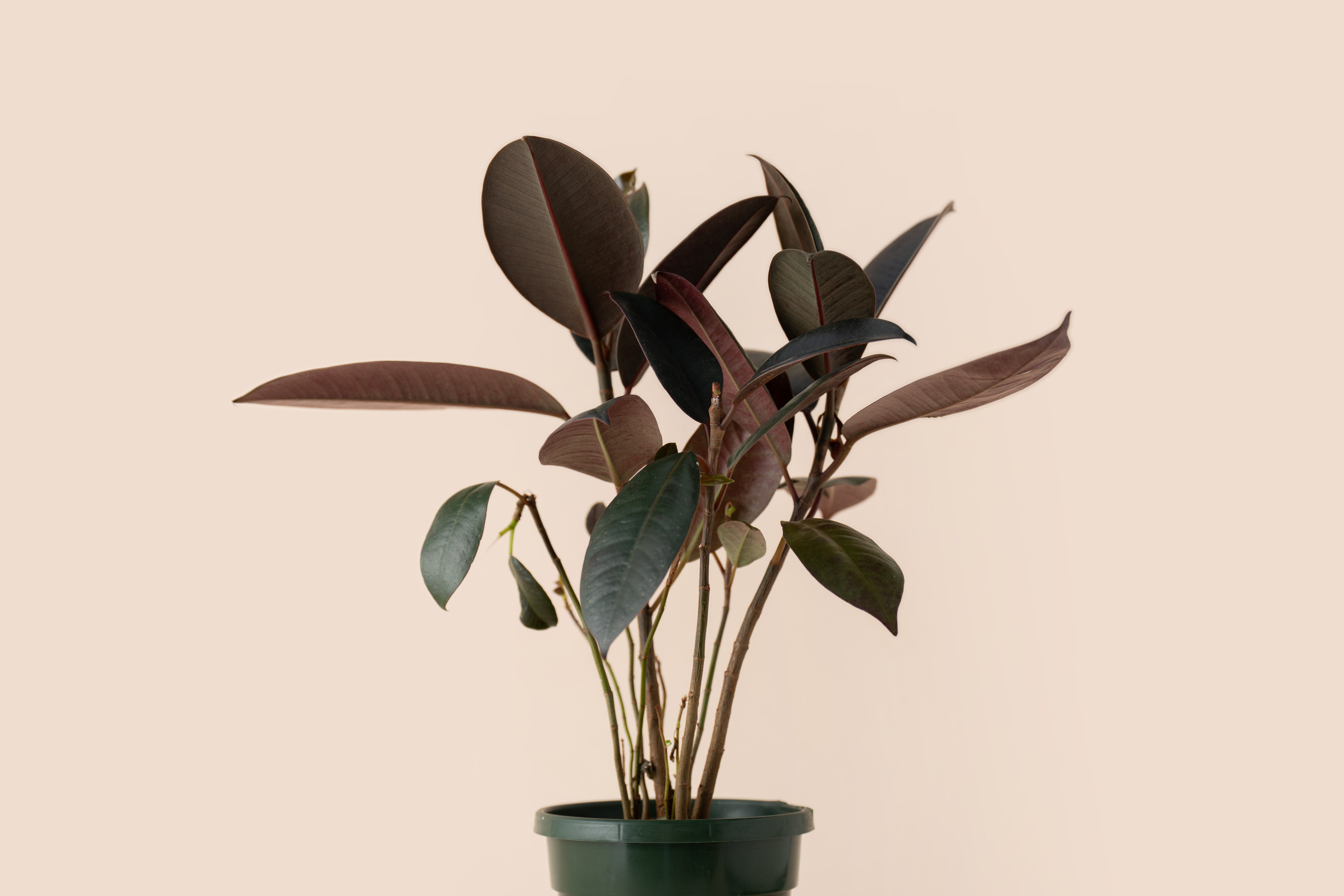 Ficus Red Rubber