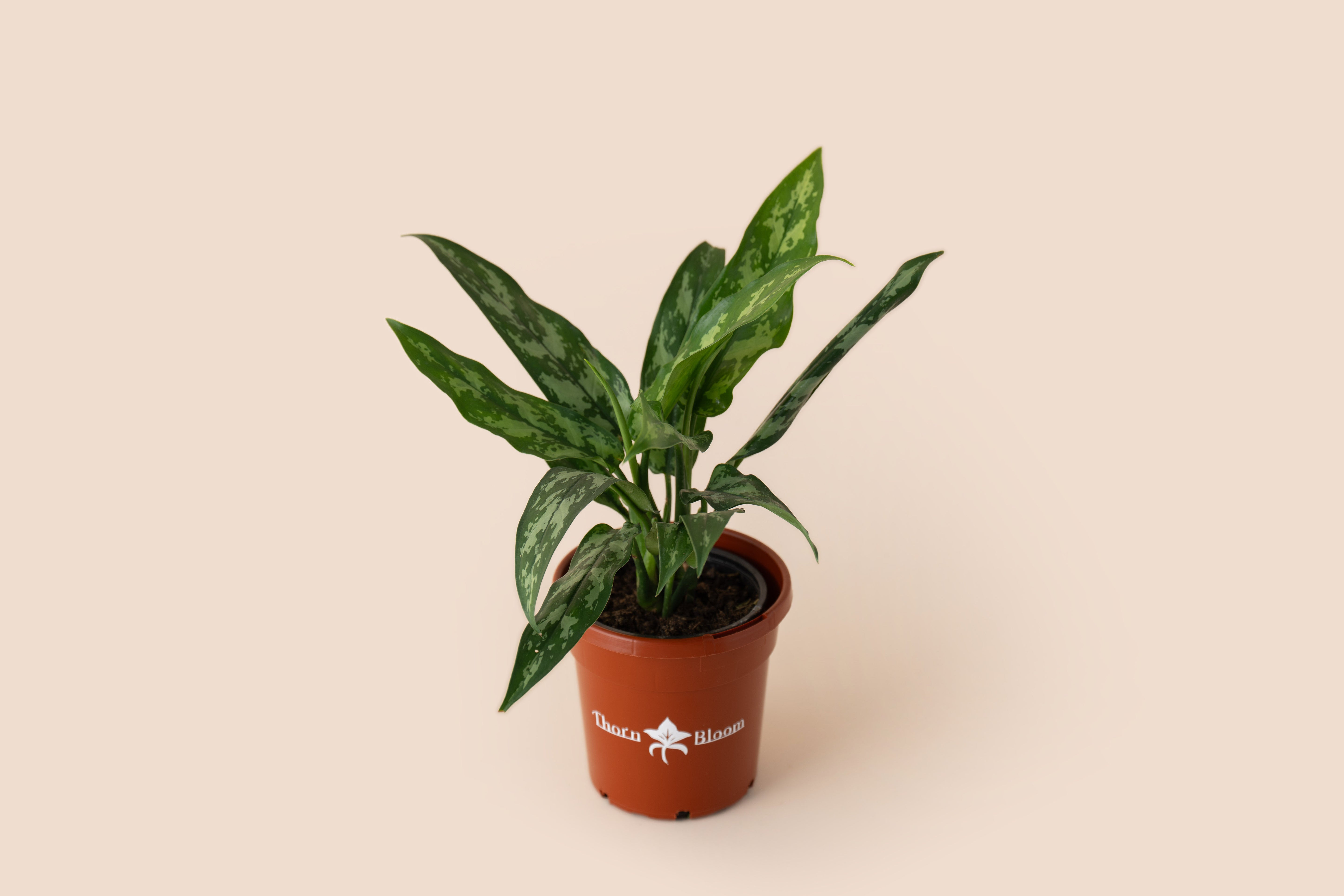 Aglaonema Maria