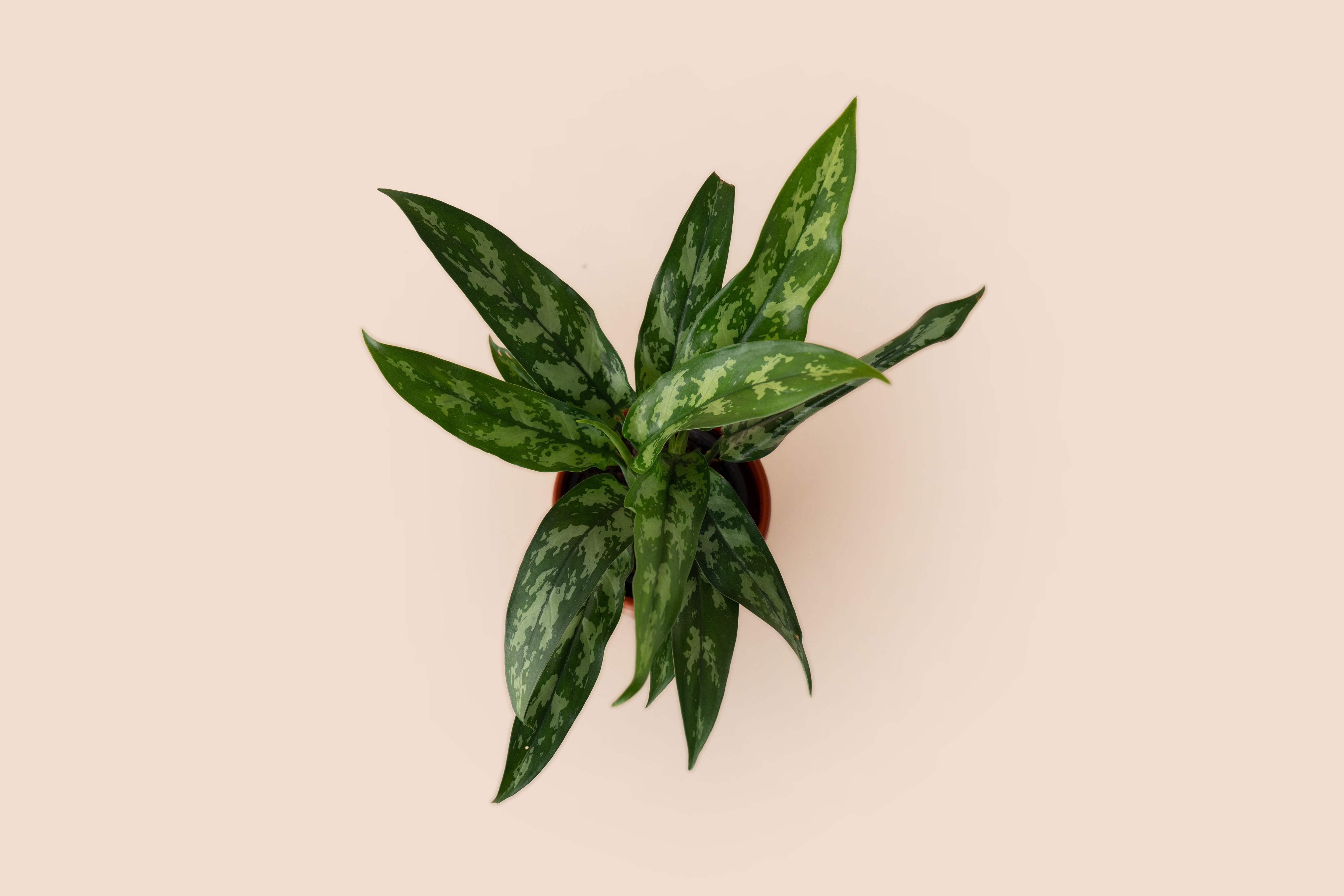 Aglaonema Maria