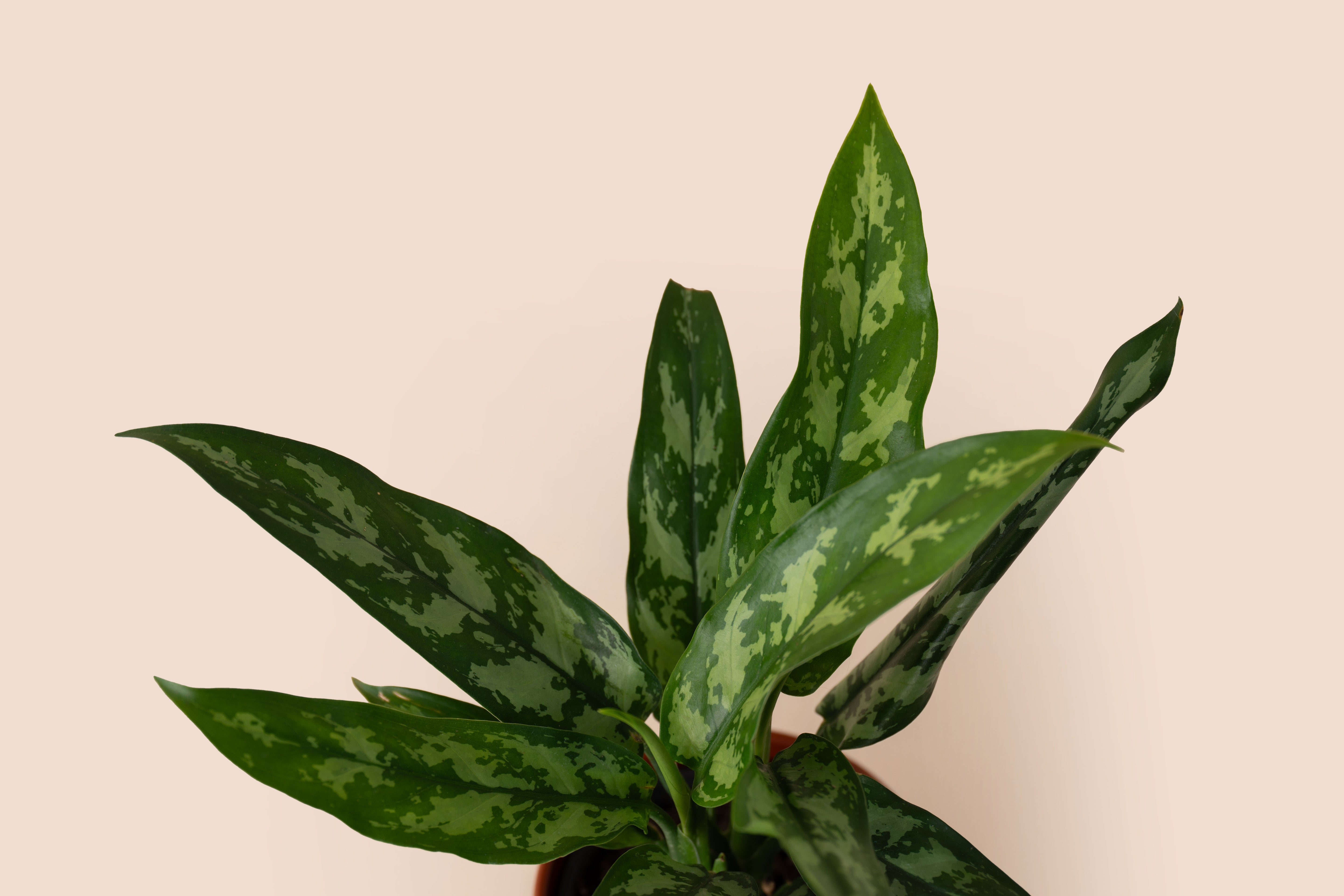 Aglaonema Maria