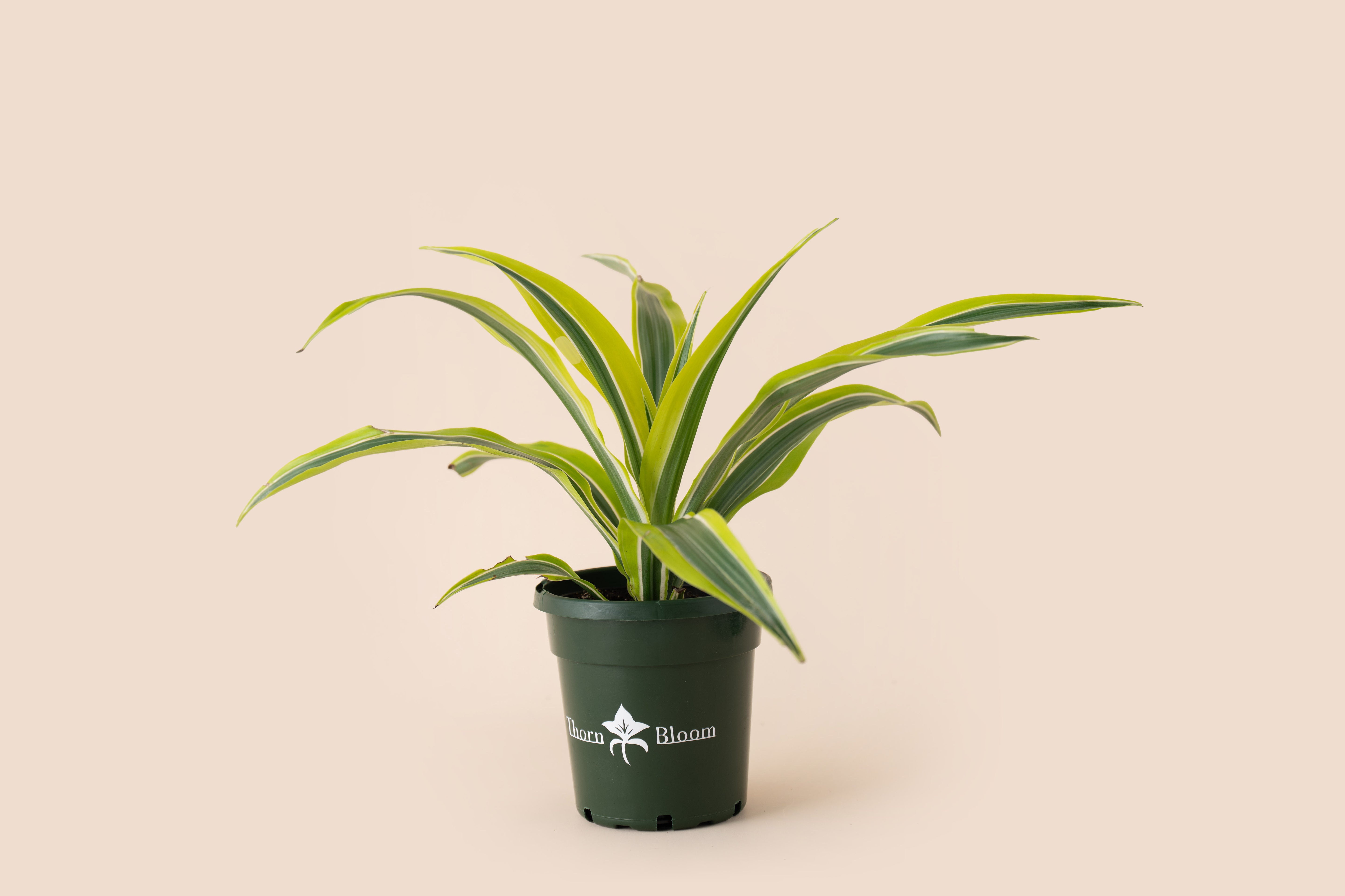 Dracaena Warneckii Lemon Lime