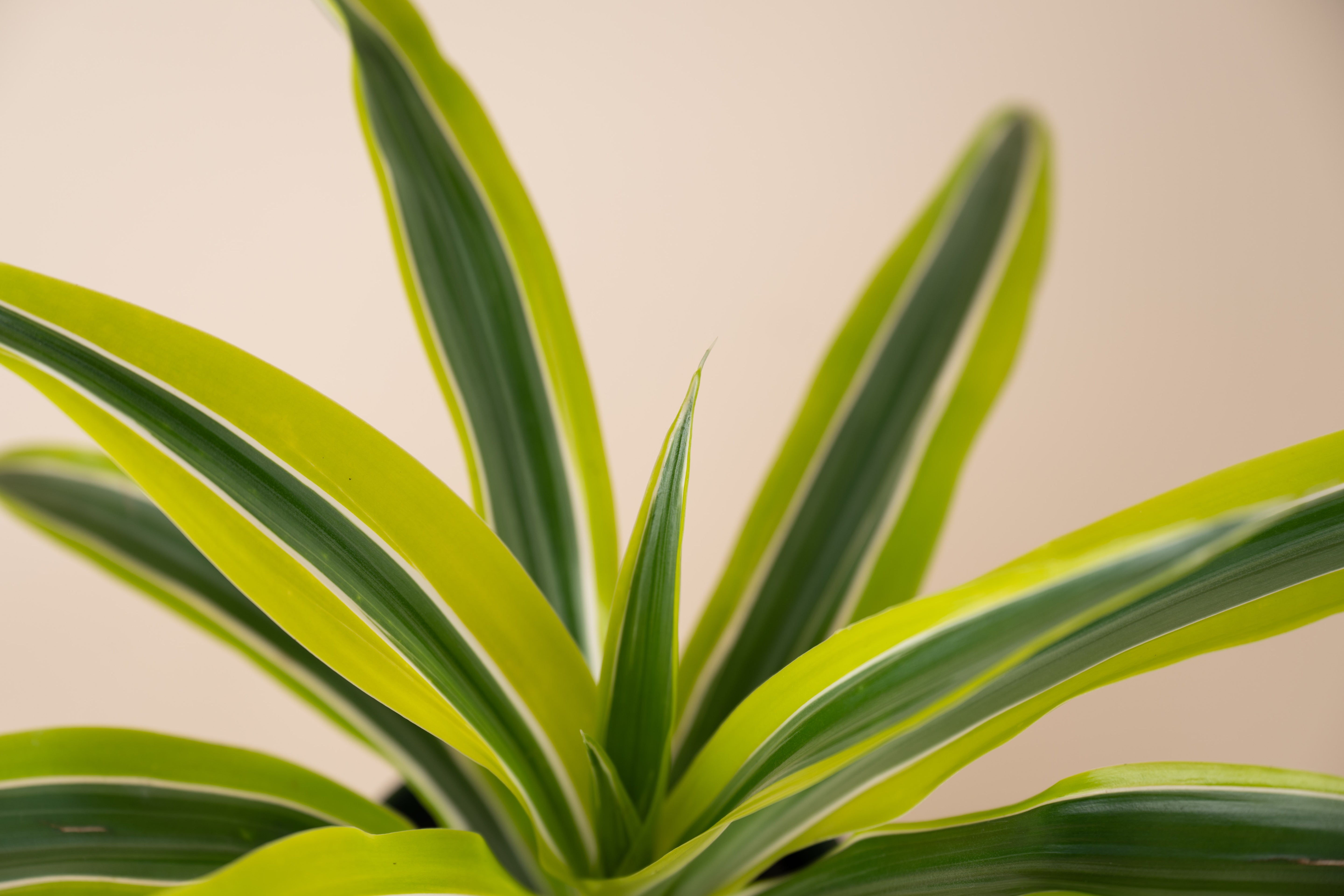 Dracaena Warneckii Lemon Lime